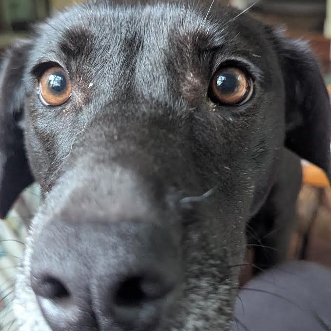 Cooper, a Adoptable Mixed Breed in Madison, WI image 3/5