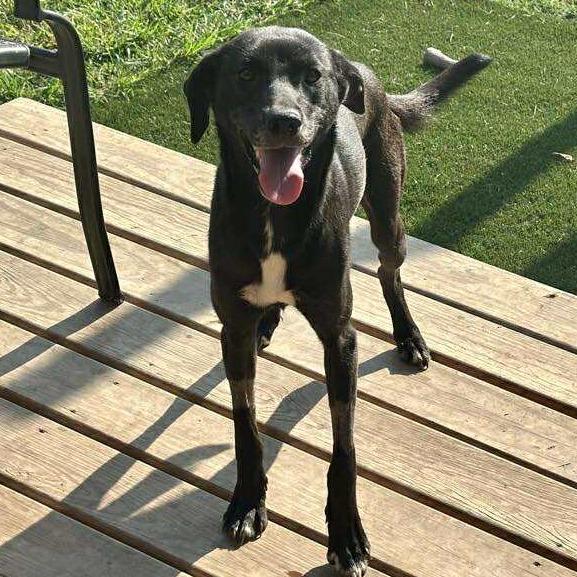 Enlarge Cooper, a Adoptable Mixed Breed in Madison, WI image 3/6