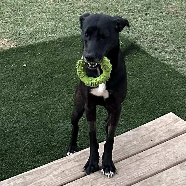 Enlarge Cooper, a Adoptable Mixed Breed in Madison, WI image 5/6