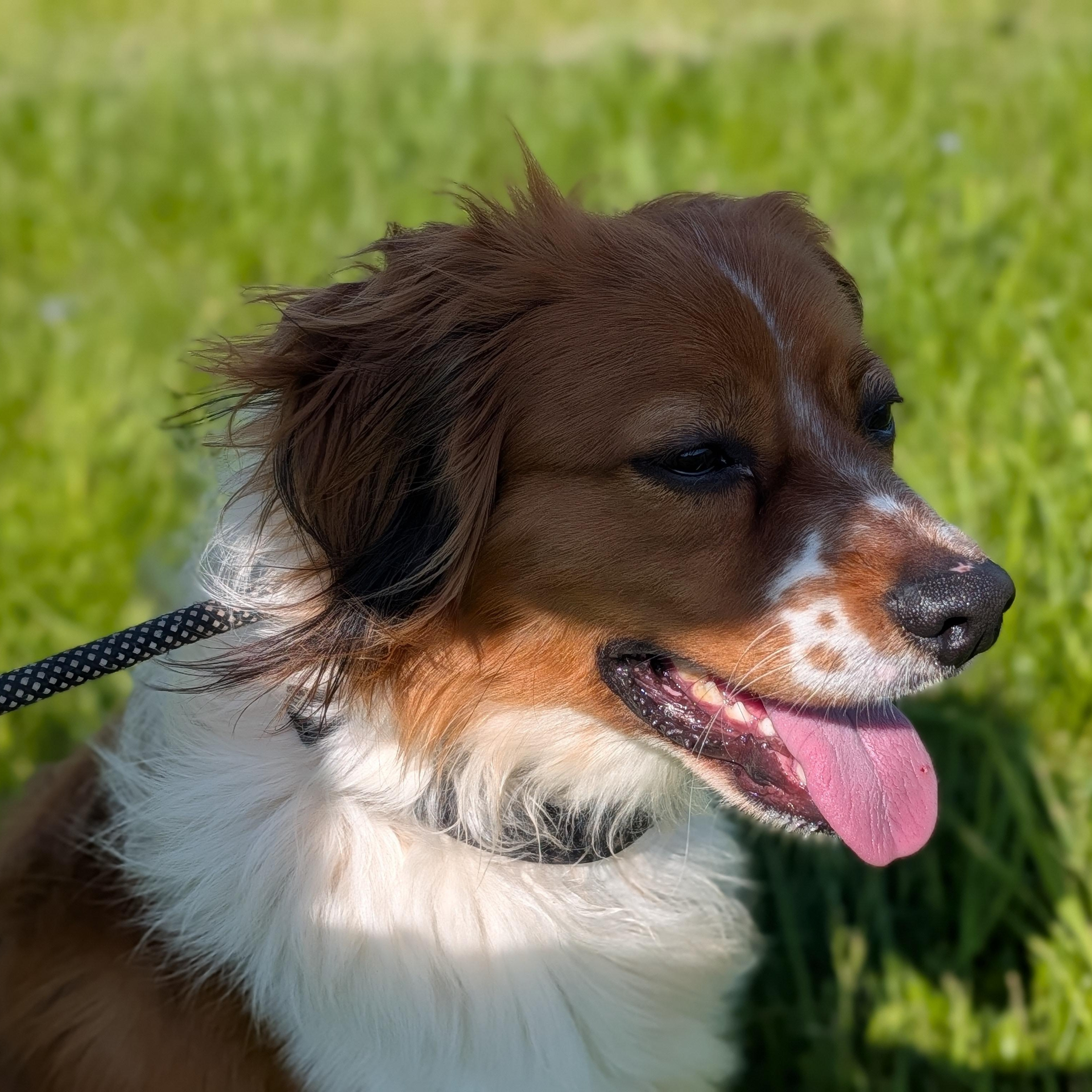 Enlarge Jay, an adoptable mixed breed in Alma, MI image 2/3