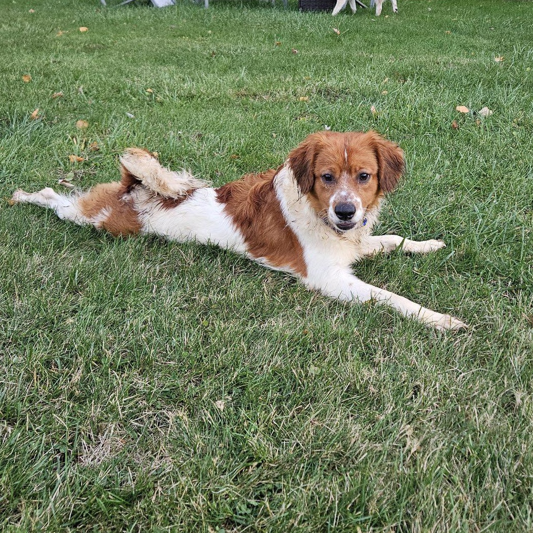 Enlarge Jay, an adopted mixed breed in Alma, MI image 1/1