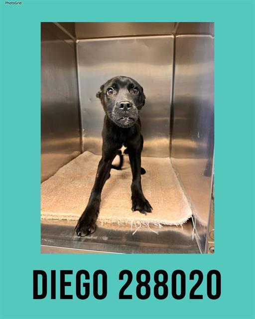Enlarge DIEGO, a Adoptable mixed breed in Macon, GA image 1/1