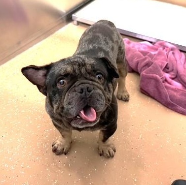 Bujji, adopted, Adult Male French Bulldog.