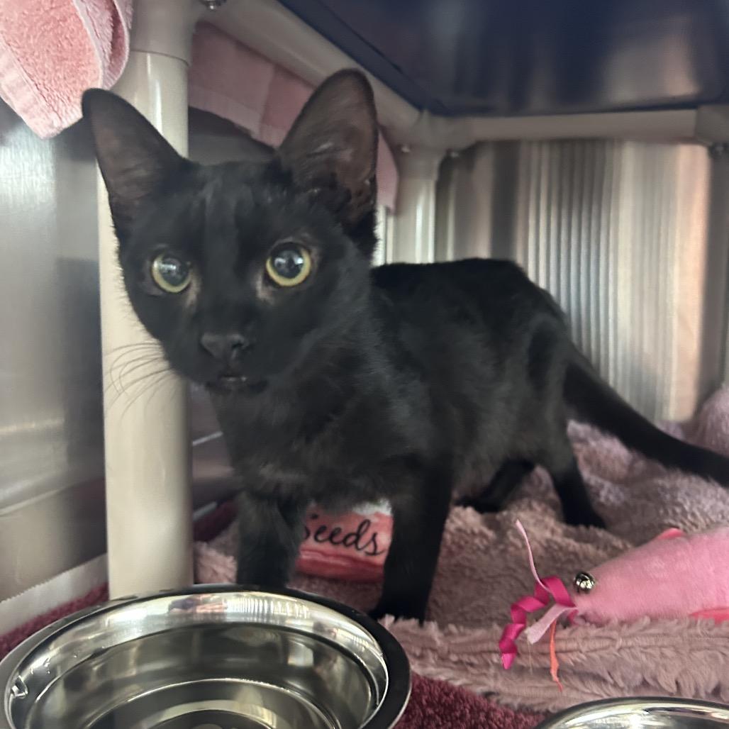 Foxy, Adoptable, Kitten Female Domestic Short Hair.