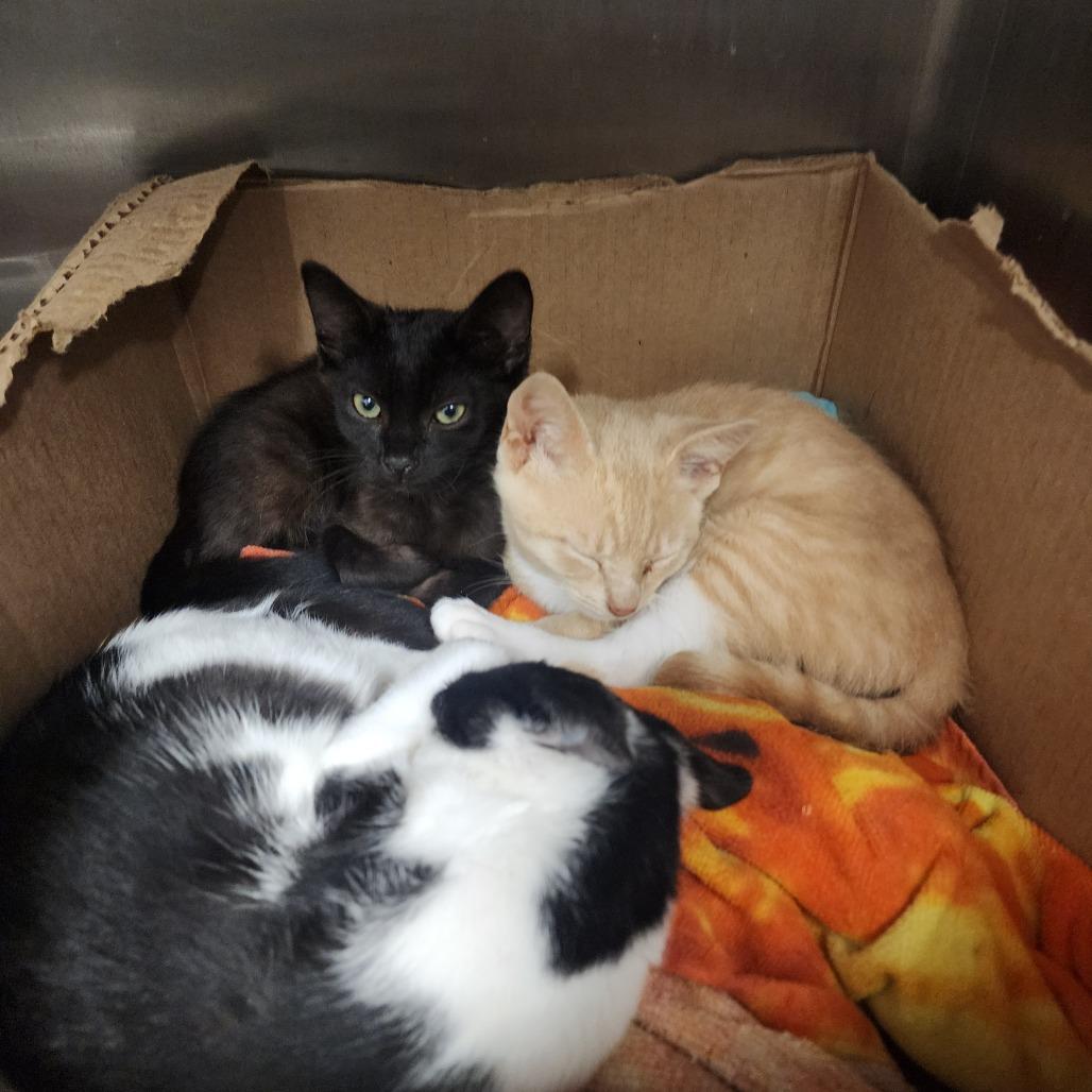 Enlarge Foxy, a Adoptable Domestic Short Hair in Dover, NH image 2/4