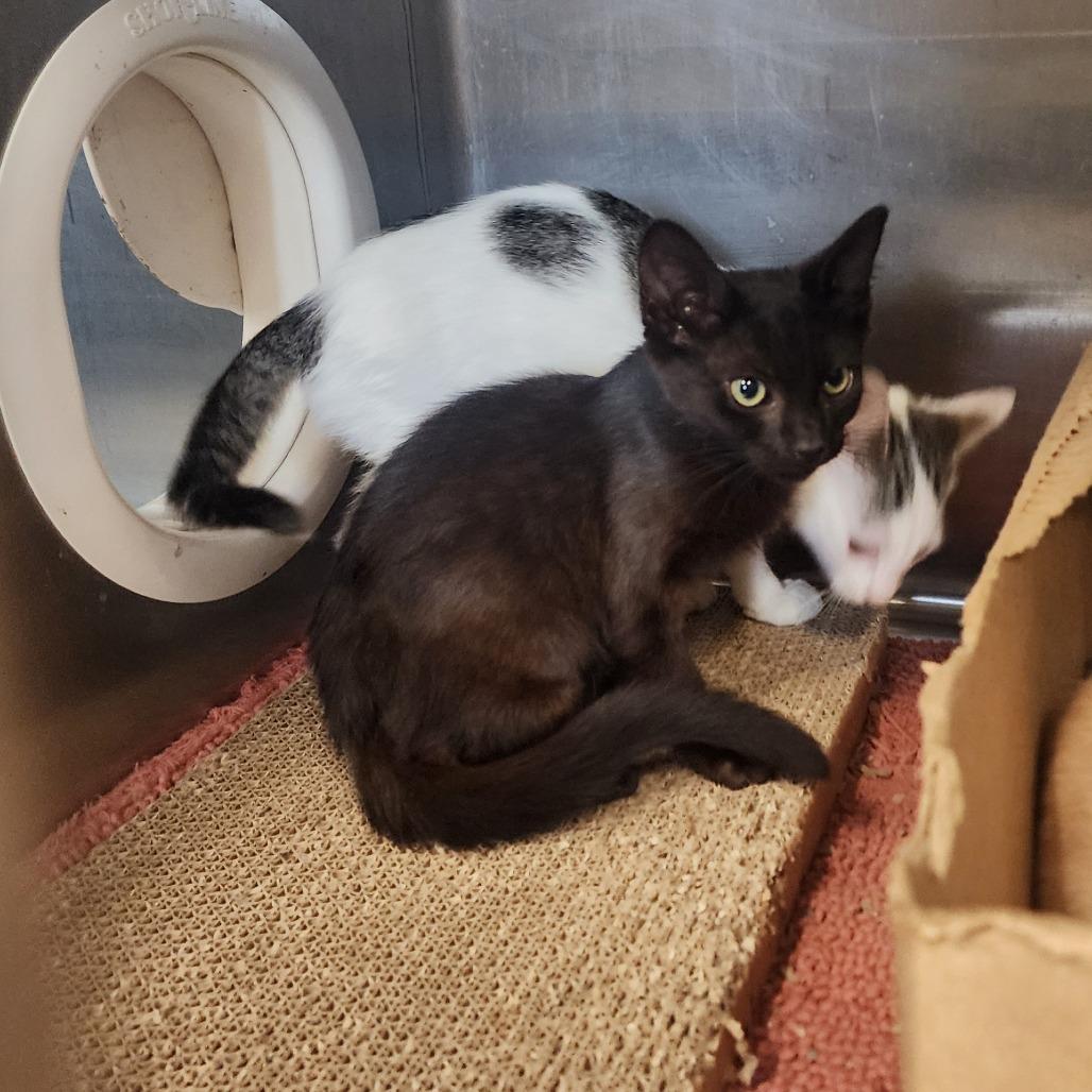 Enlarge Foxy, a Adoptable Domestic Short Hair in Dover, NH image 3/4