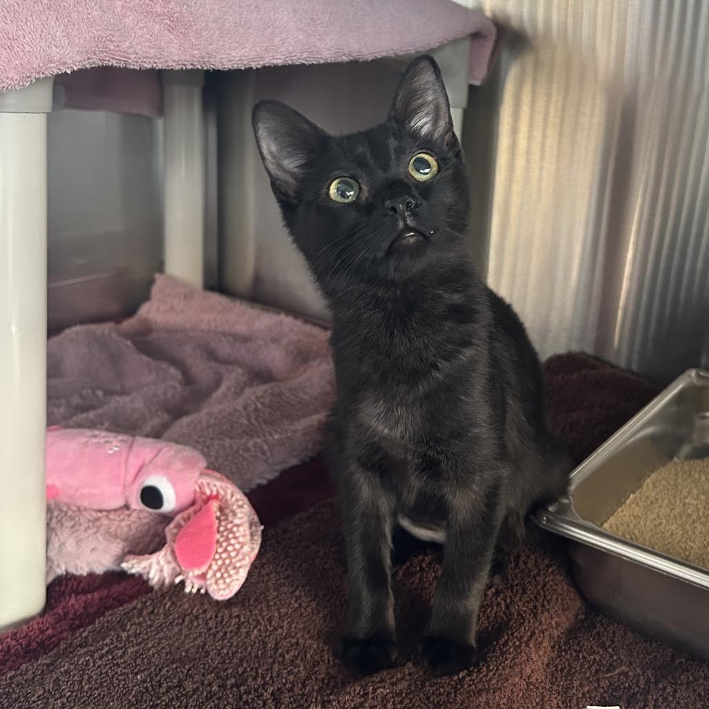 Enlarge Foxy, a Adoptable Domestic Short Hair in Dover, NH image 4/4