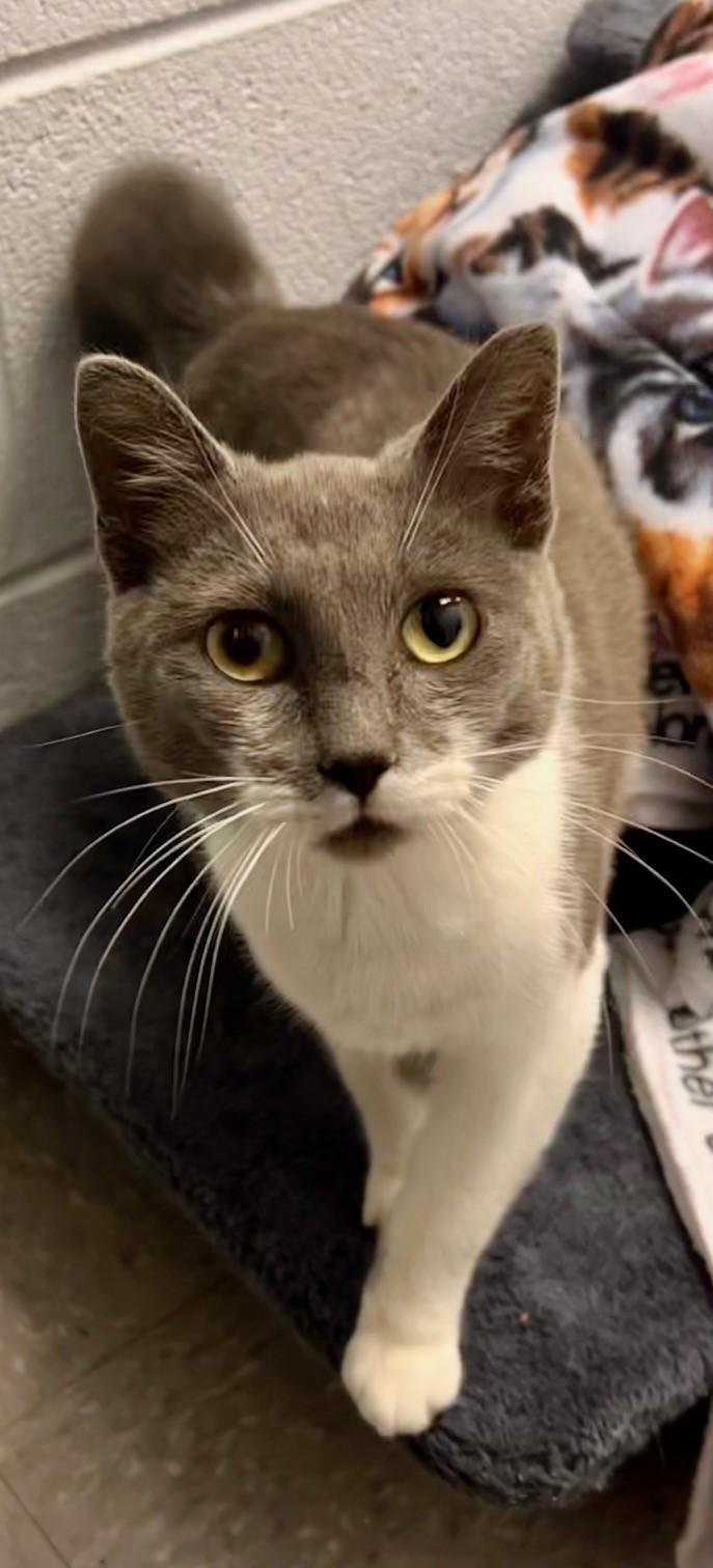 Sparrow, a ADOPTABLE Domestic Short Hair in Edinburg, VA image 3/3