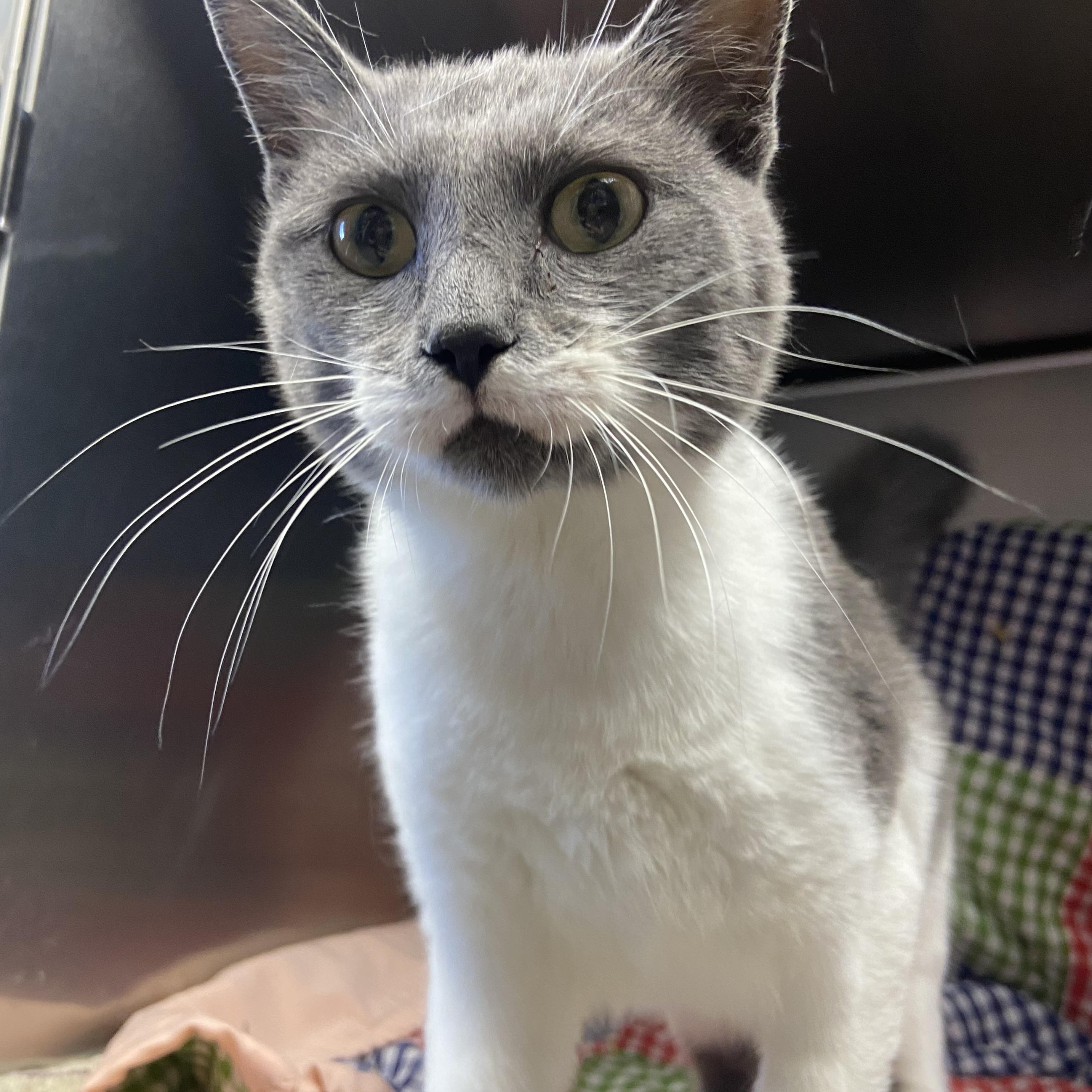 Sparrow, a ADOPTABLE Domestic Short Hair in Edinburg, VA image 2/3