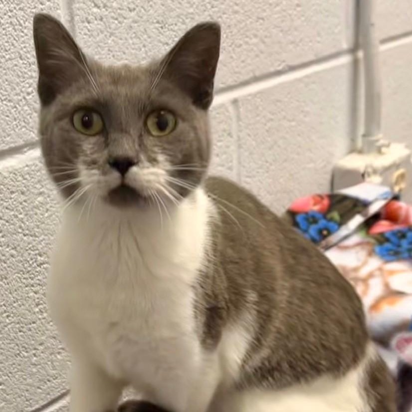 Sparrow, ADOPTABLE, Kitten Female Domestic Short Hair.