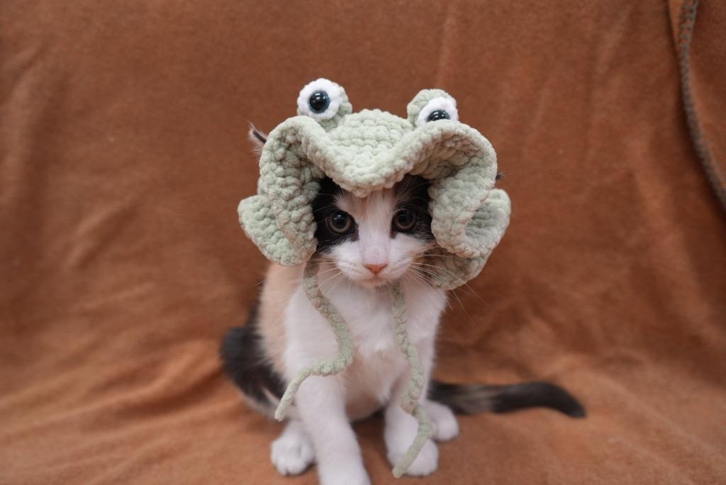 Iris, Adoptable, Kitten Female Domestic Short Hair.