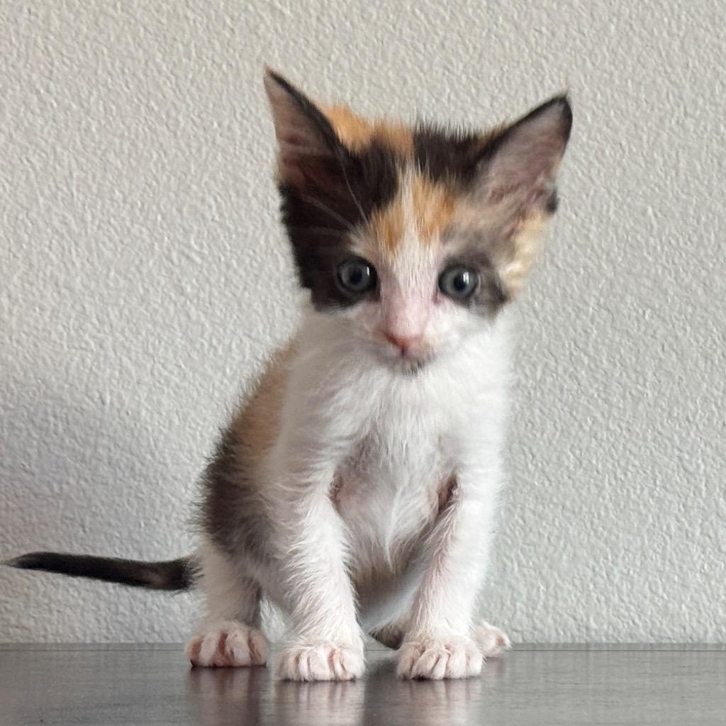 Enlarge Iris, a Adoptable mixed breed in Coachella, CA image 2/3