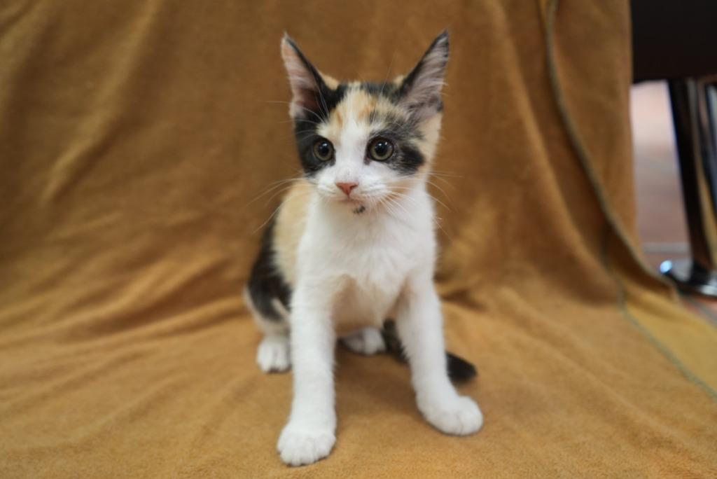 Enlarge Iris, a Adoptable mixed breed in Coachella, CA image 3/3