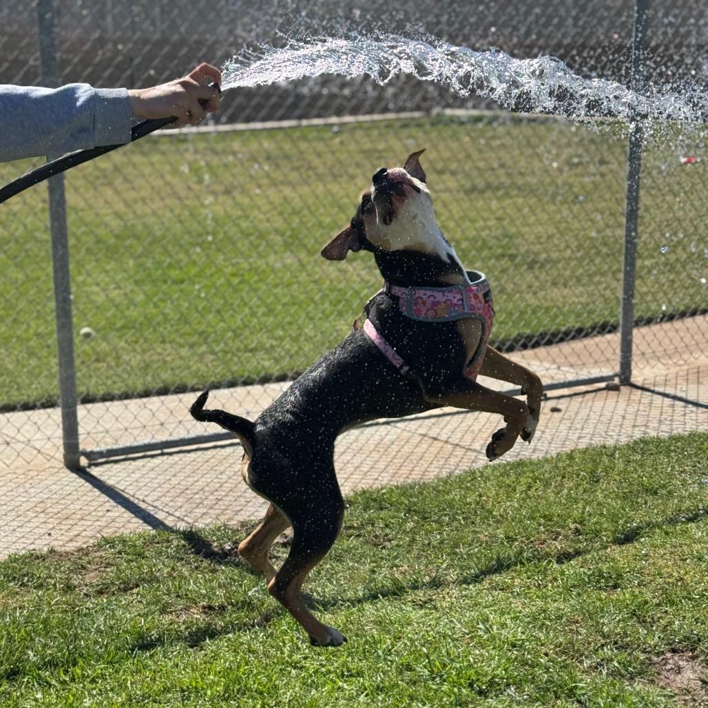 Mila, Adoptable, Adult Female Pit Bull Terrier.