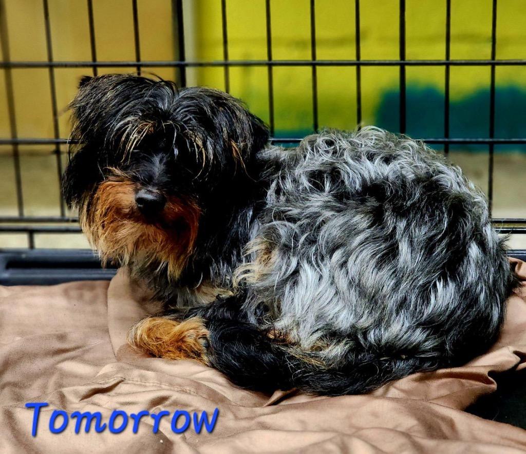 Tomorrow, Adoptable, Adult Female Terrier.