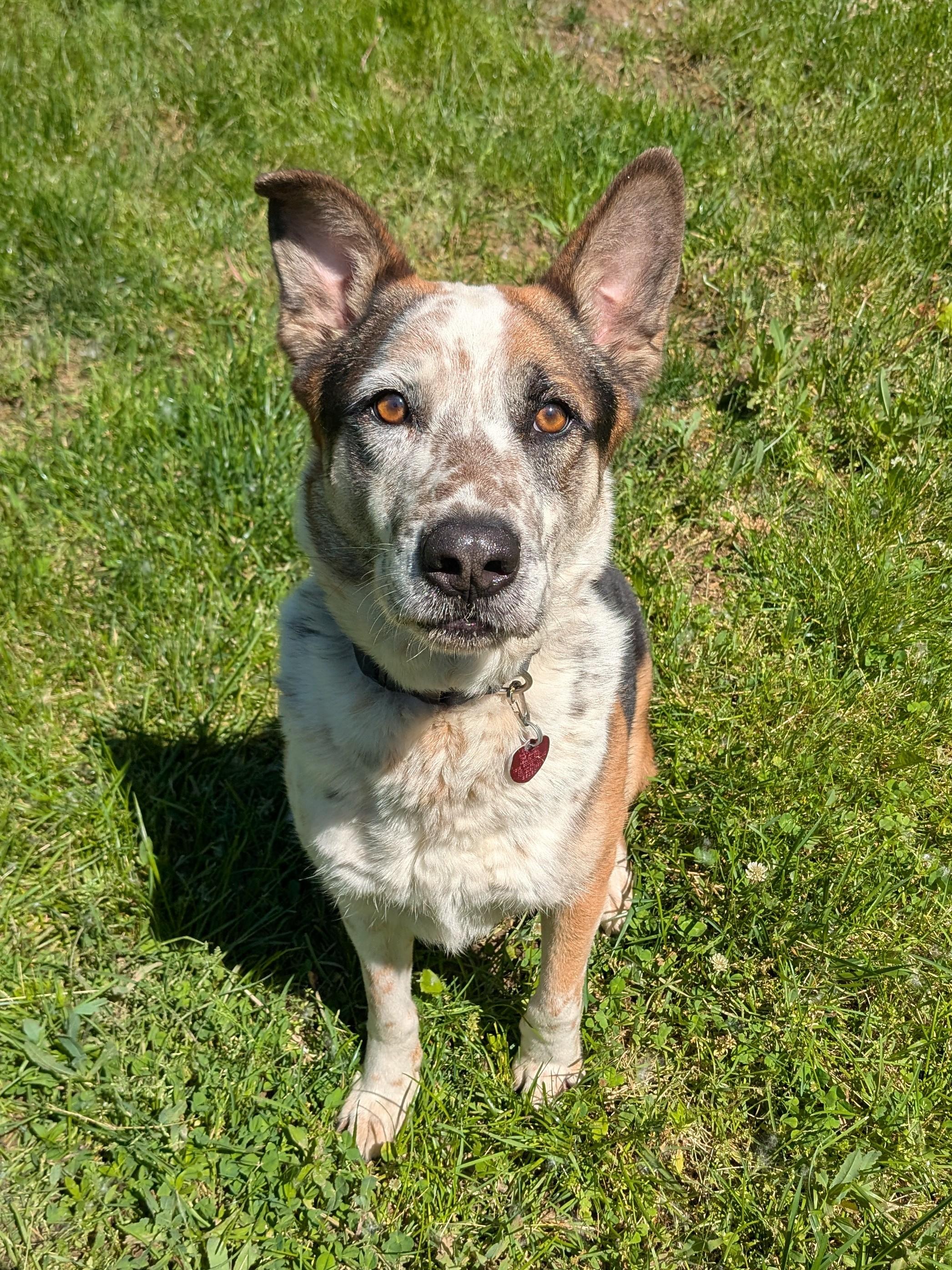 Chandler, Adoptable, Young Male Australian Cattle Dog / Blue Heeler.