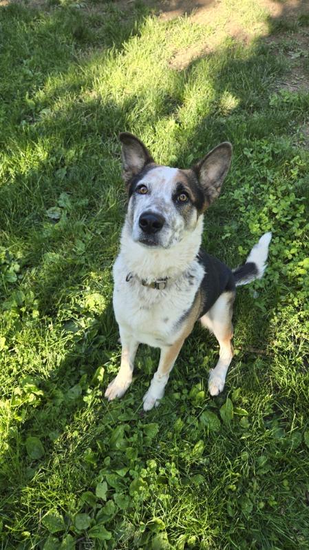 Chandler, a Adoptable mixed breed in Sunbury, OH image 1/6