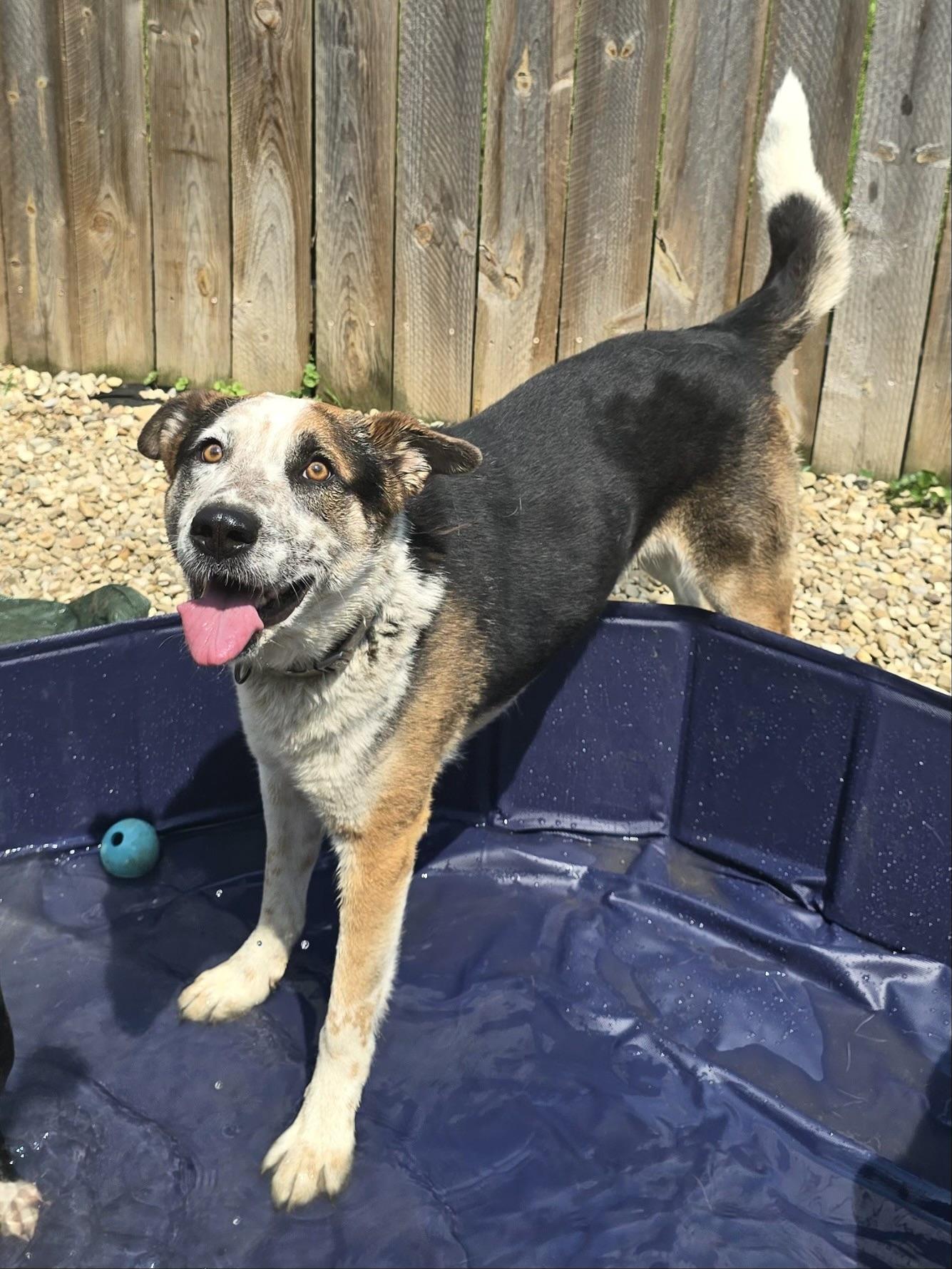 Chandler, a Adoptable mixed breed in Sunbury, OH image 2/6