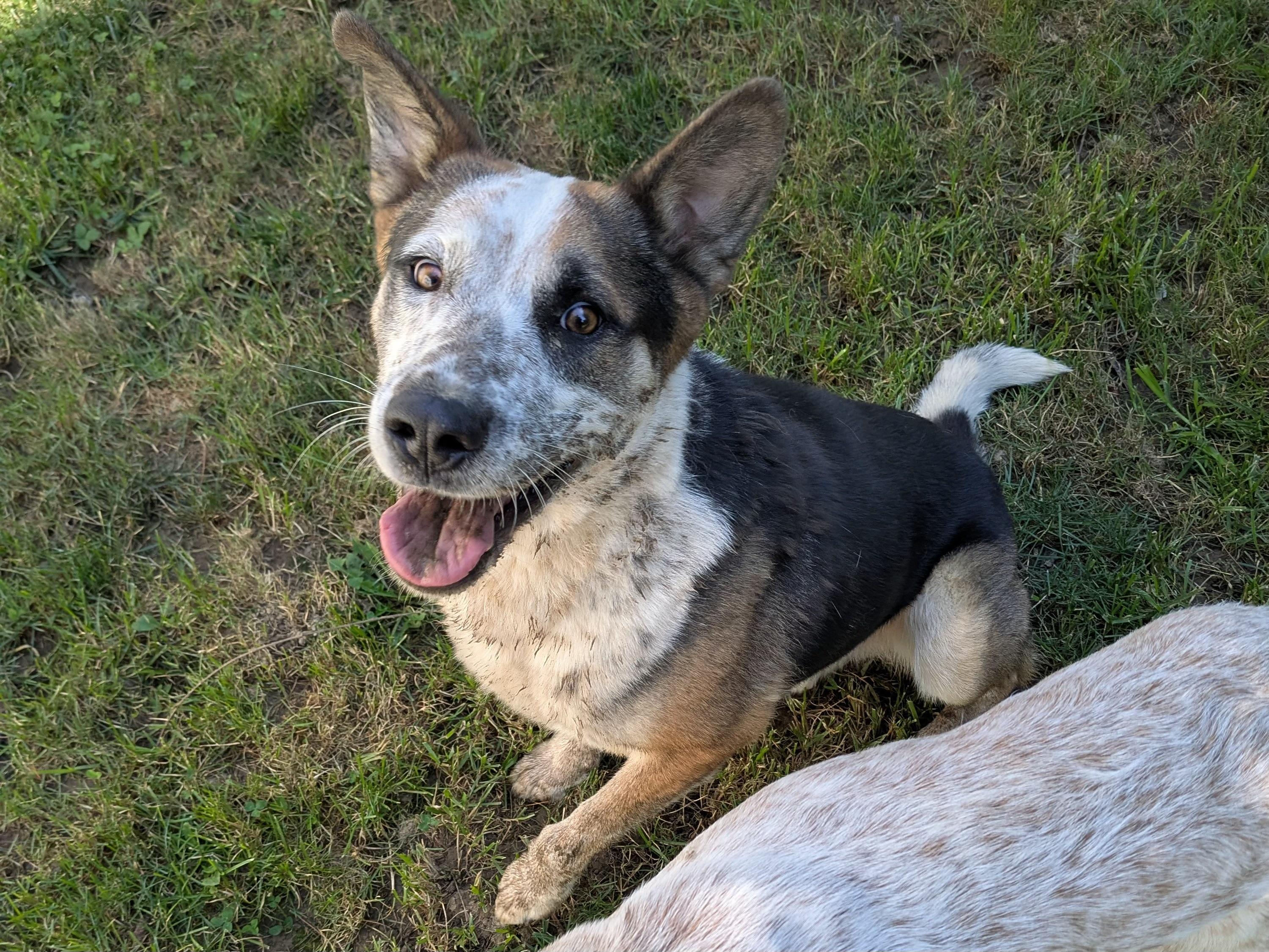 Chandler, a Adoptable mixed breed in Sunbury, OH image 3/6