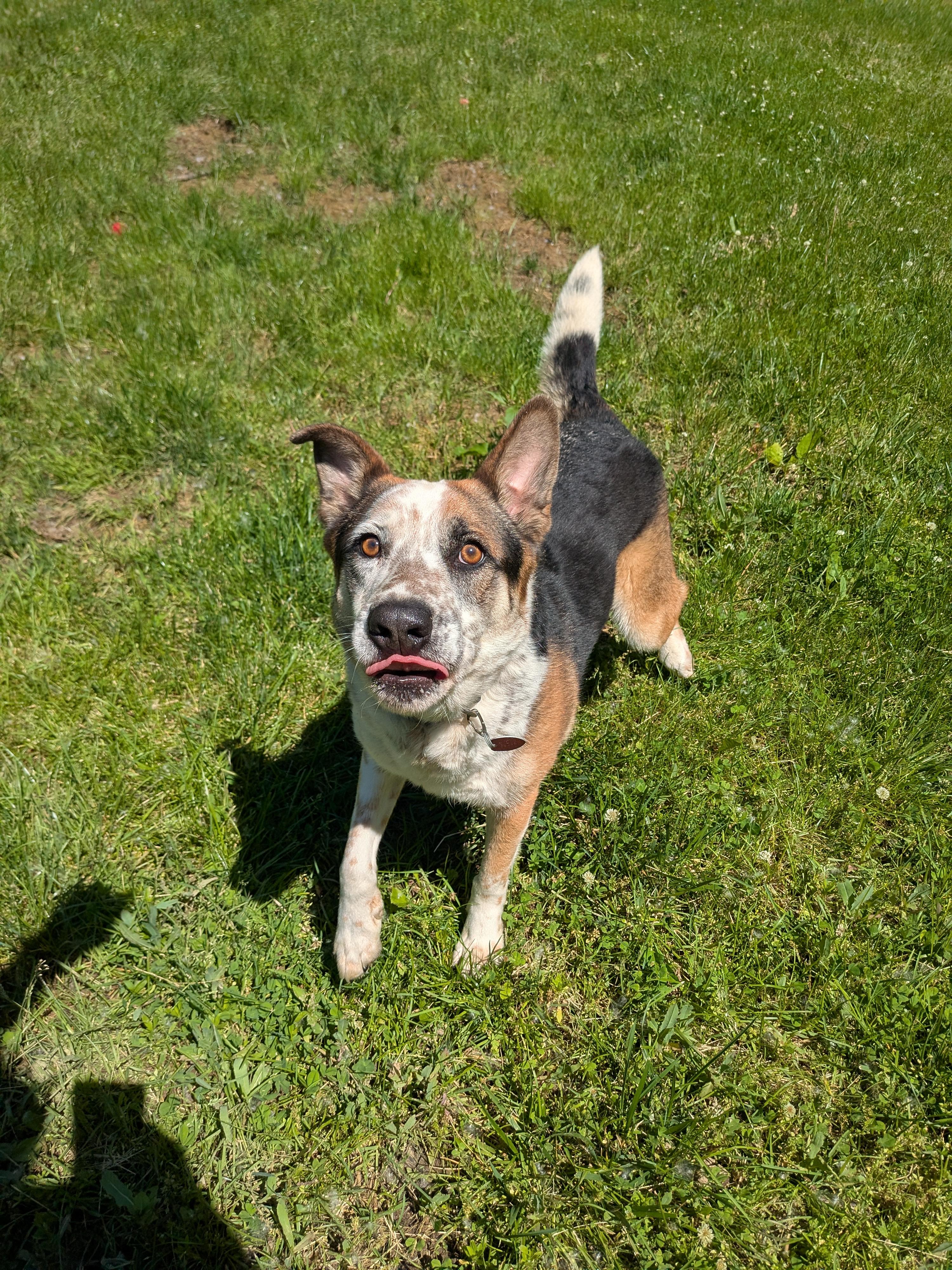 Chandler, a Adoptable mixed breed in Philadelphia, PA image 2/4