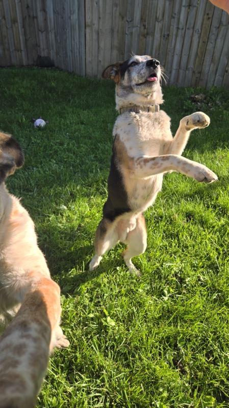 Chandler, a Adoptable mixed breed in Sunbury, OH image 4/6