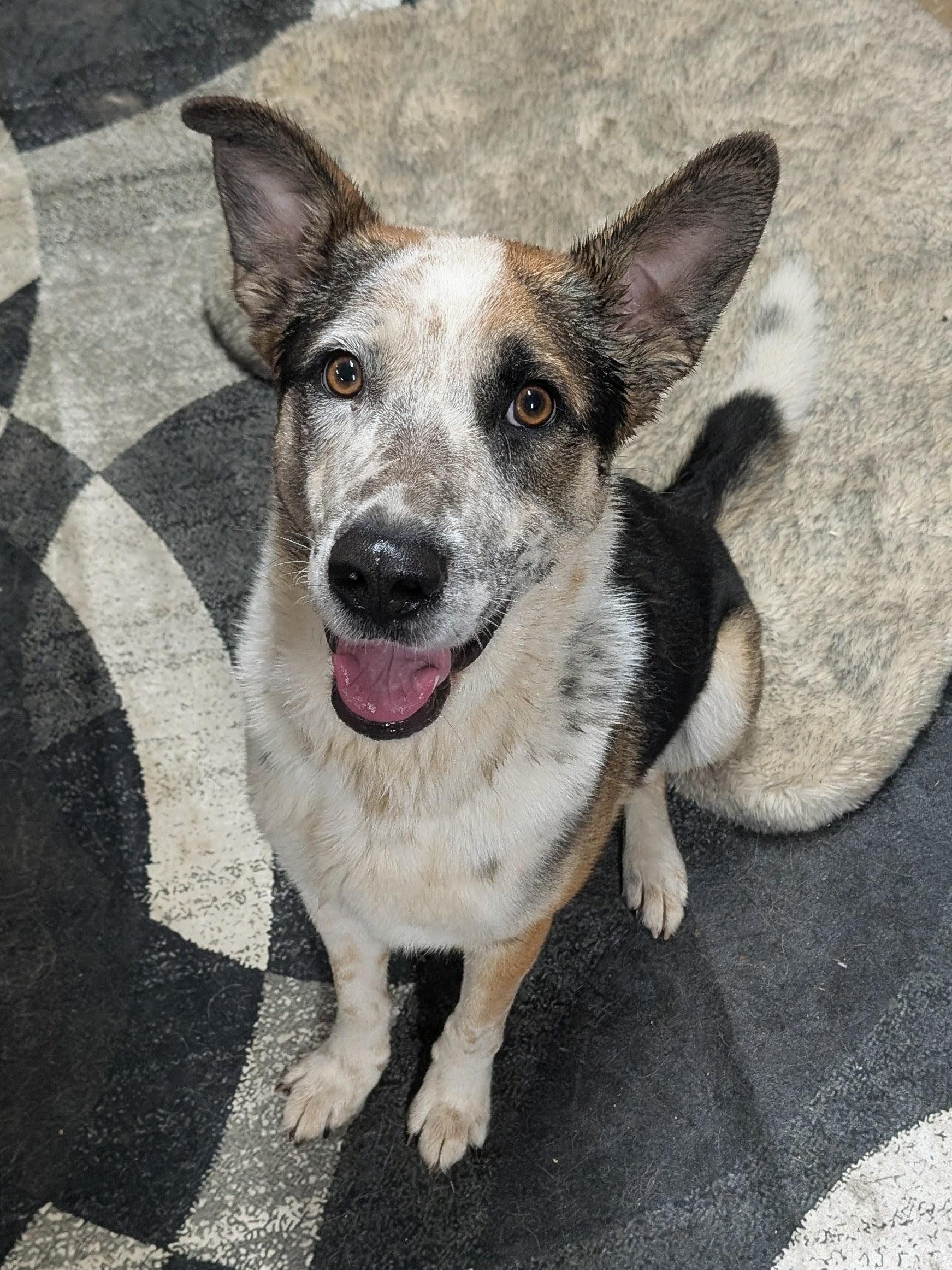 Chandler, a Adoptable mixed breed in Sunbury, OH image 5/6