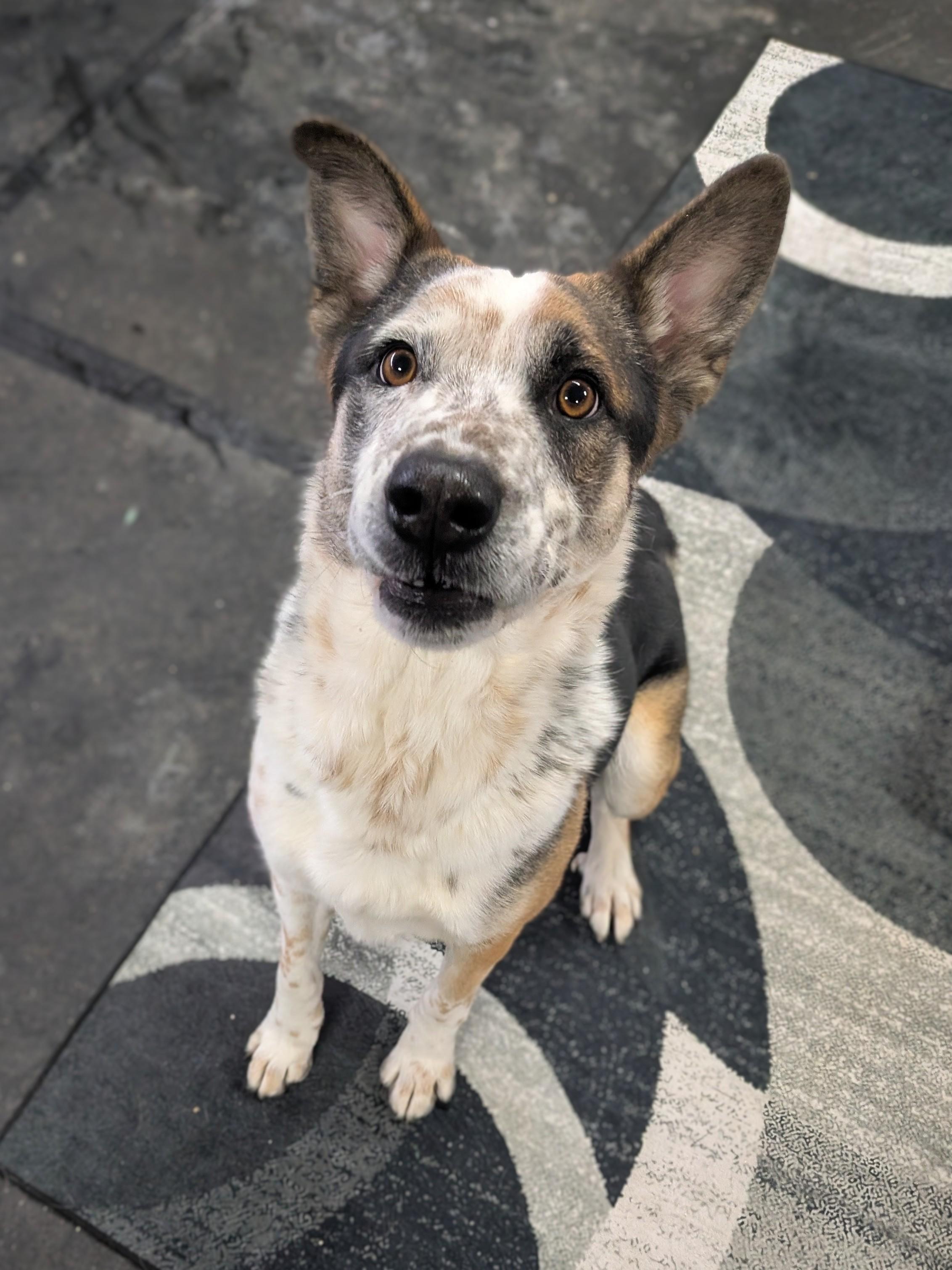 Chandler, a Adoptable mixed breed in Philadelphia, PA image 1/5