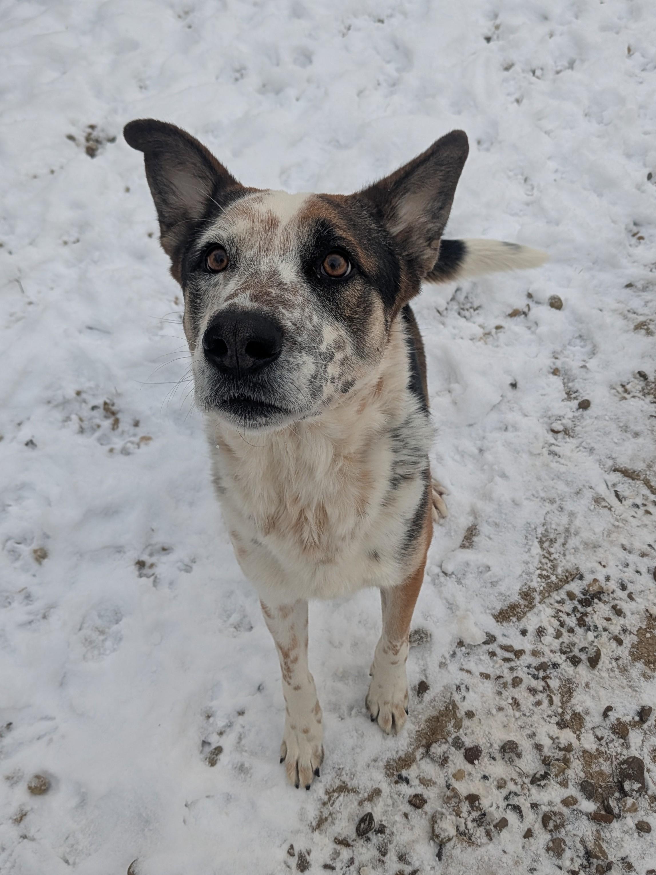 Chandler, a Adoptable mixed breed in Philadelphia, PA image 2/5