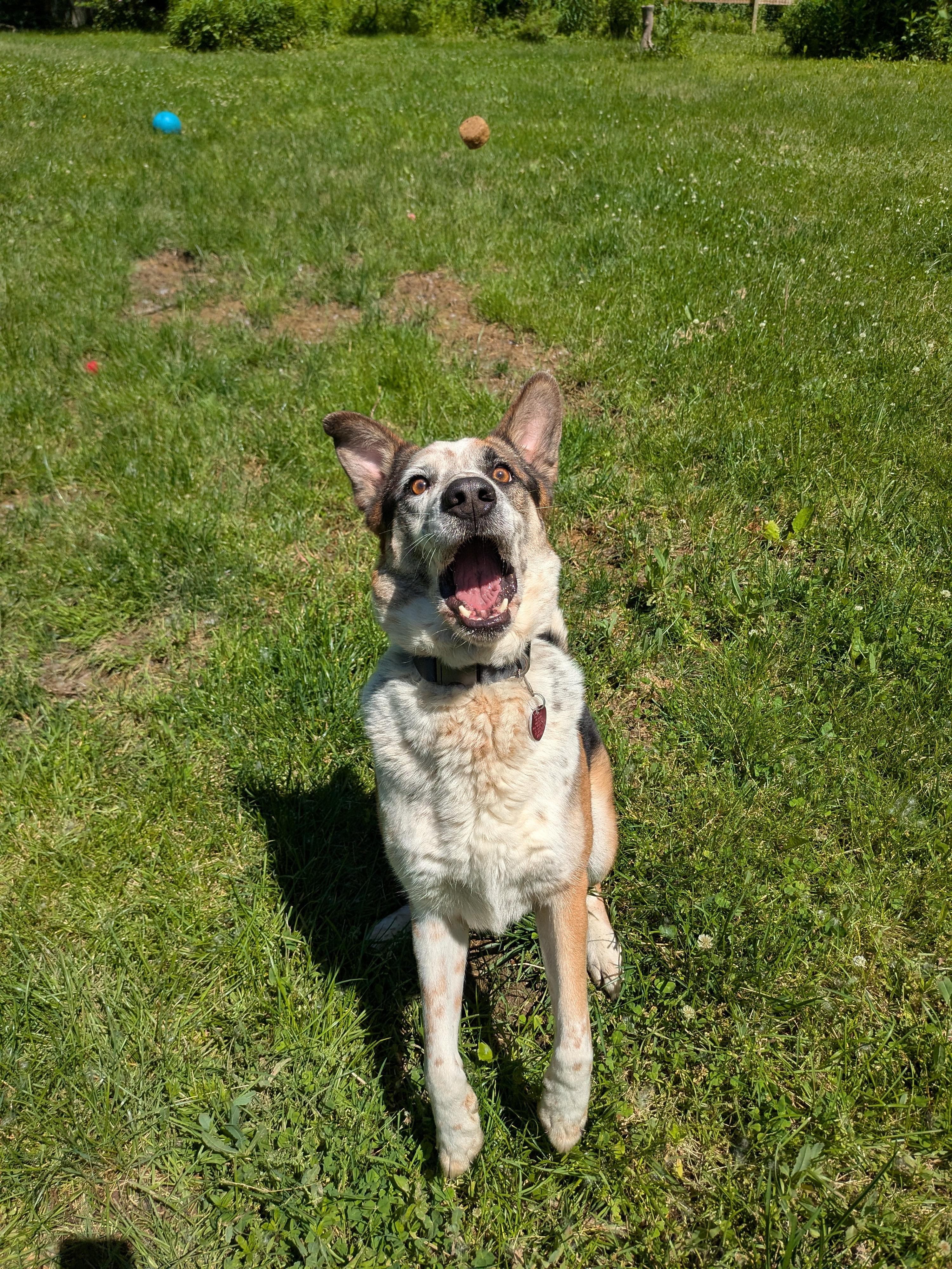Chandler, a Adoptable mixed breed in Philadelphia, PA image 4/4