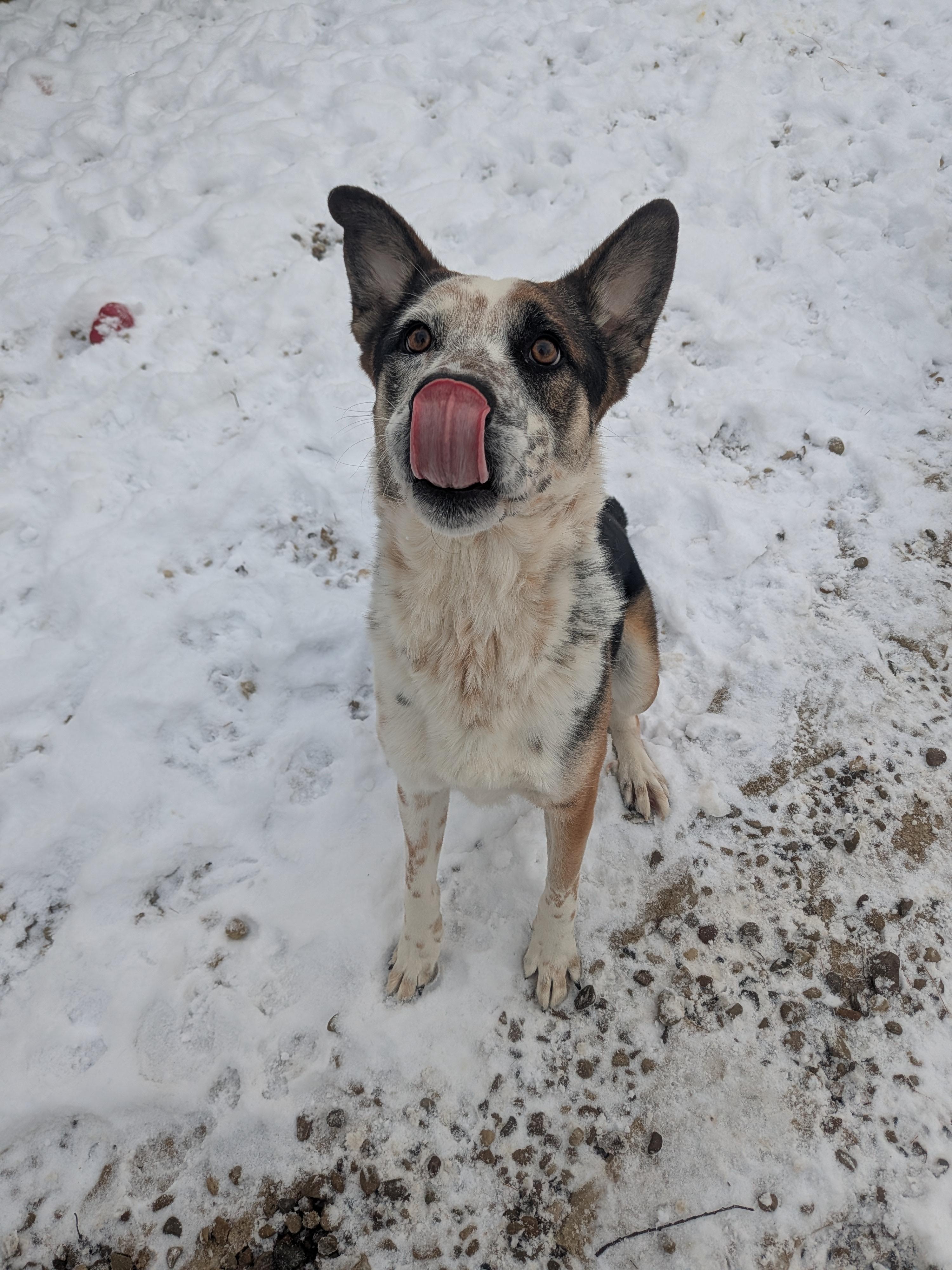 Chandler, a Adoptable mixed breed in Philadelphia, PA image 4/5