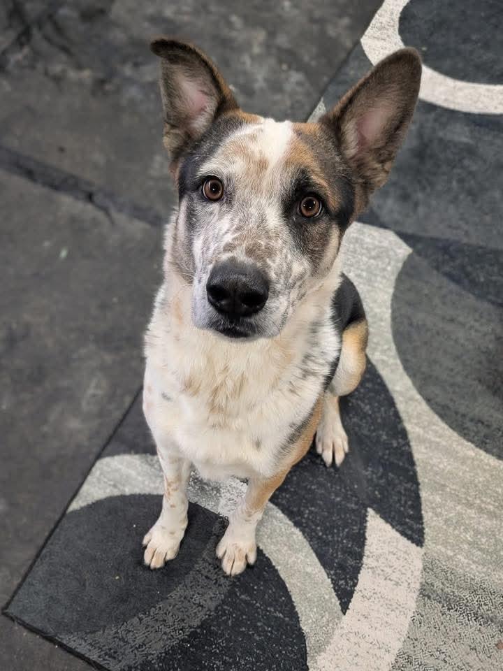 Enlarge Hank, a Adoptable mixed breed in Marengo, OH image 2/5