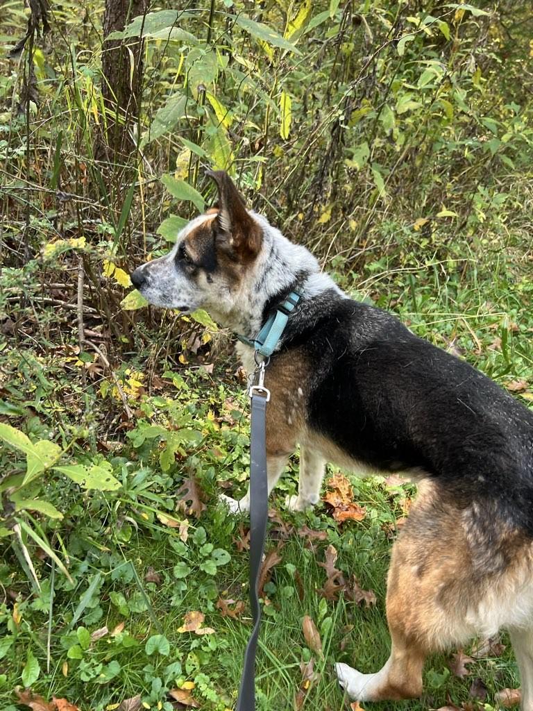 Enlarge Hank, a Adoptable mixed breed in Marengo, OH image 3/5