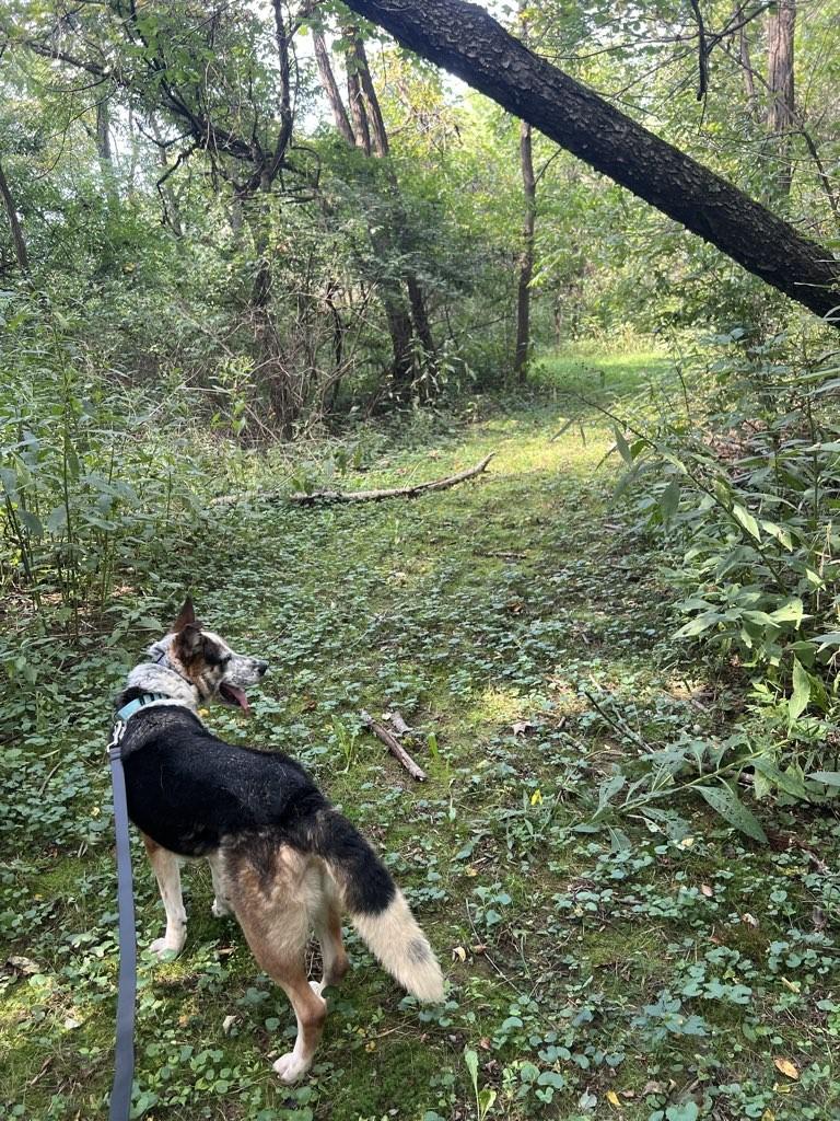 Enlarge Hank, a Adoptable mixed breed in Marengo, OH image 4/5