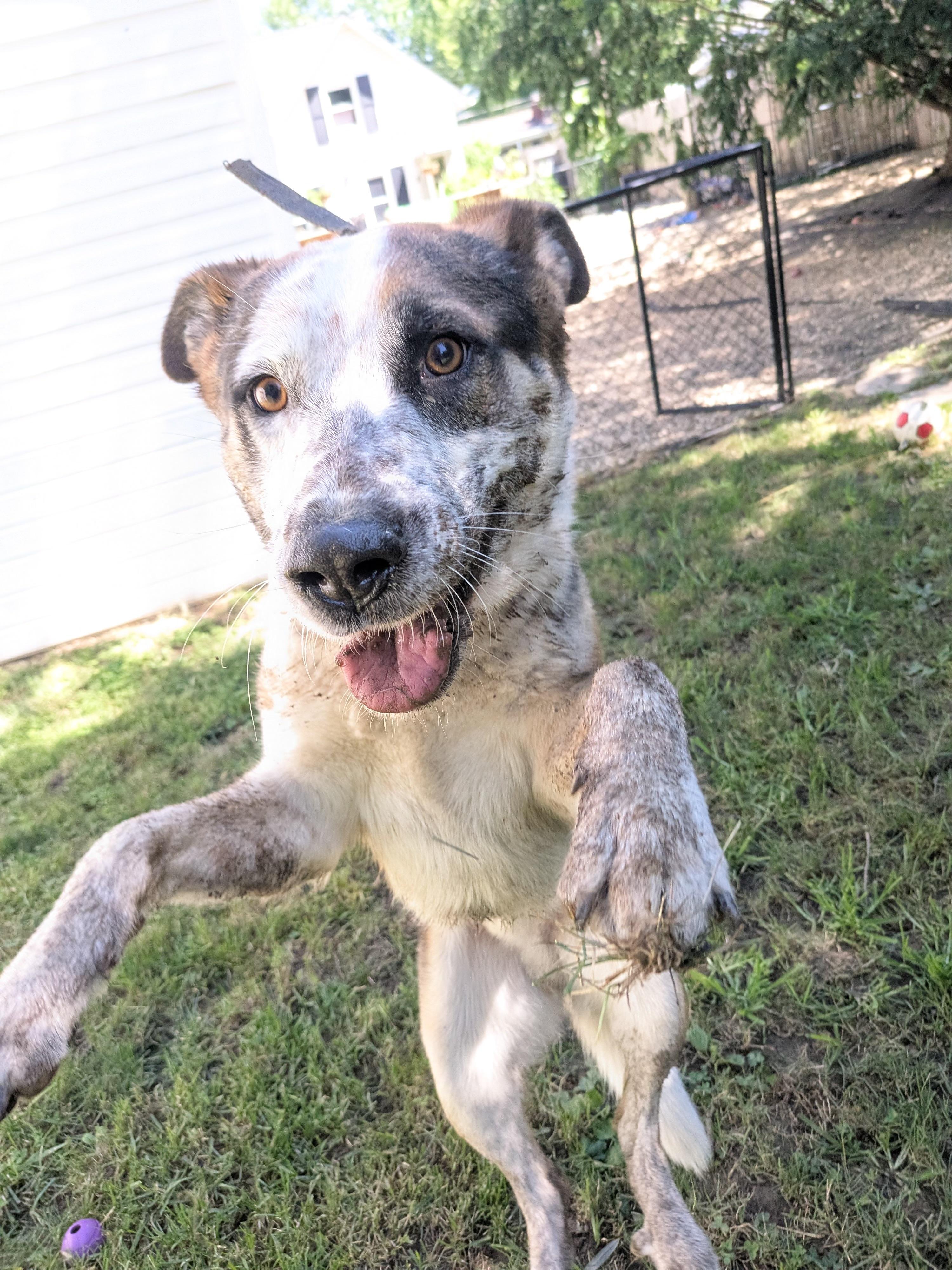 Chandler, a Adoptable mixed breed in Sunbury, OH image 6/6