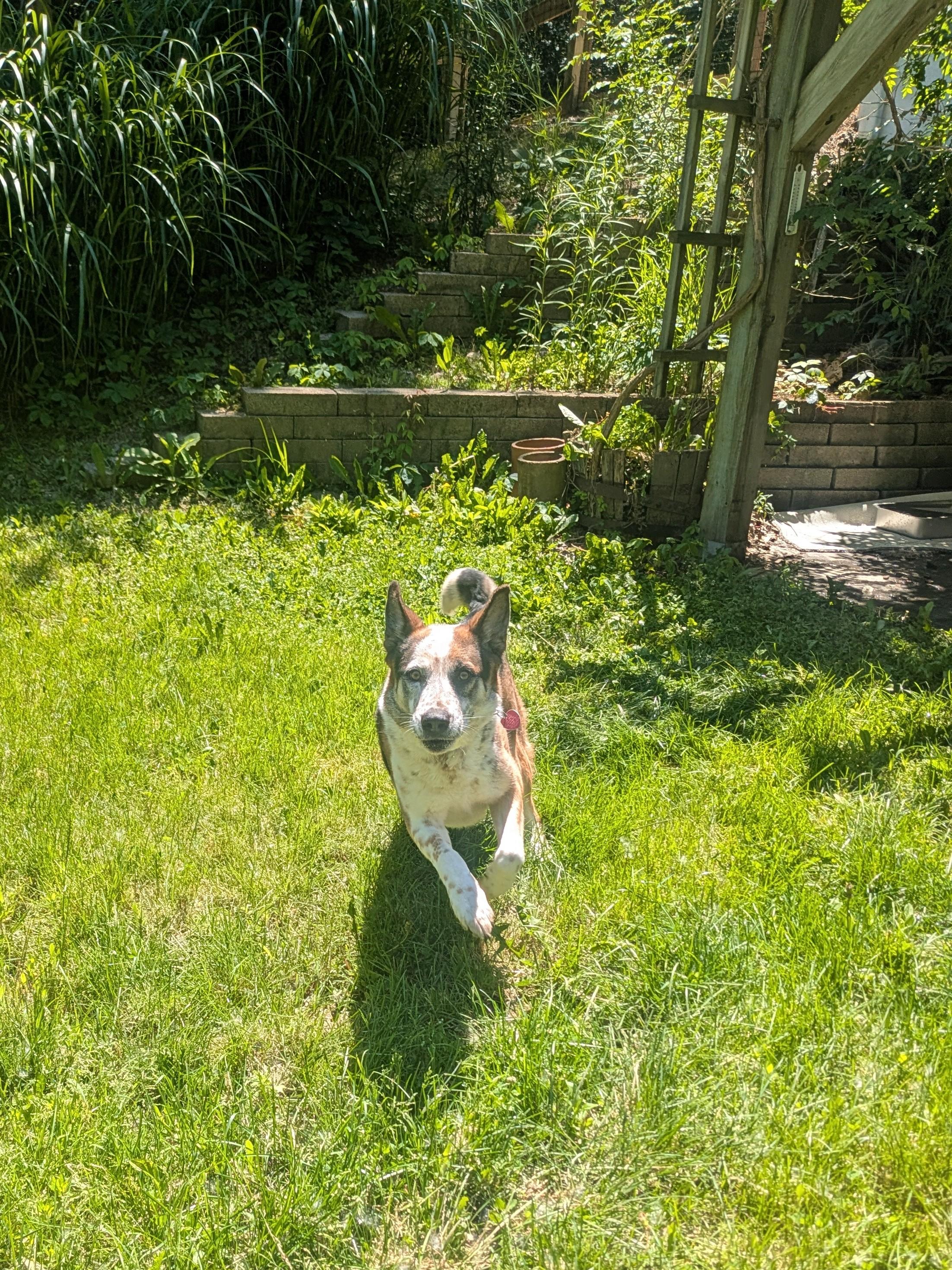 Chandler, a Adoptable mixed breed in Philadelphia, PA image 3/4
