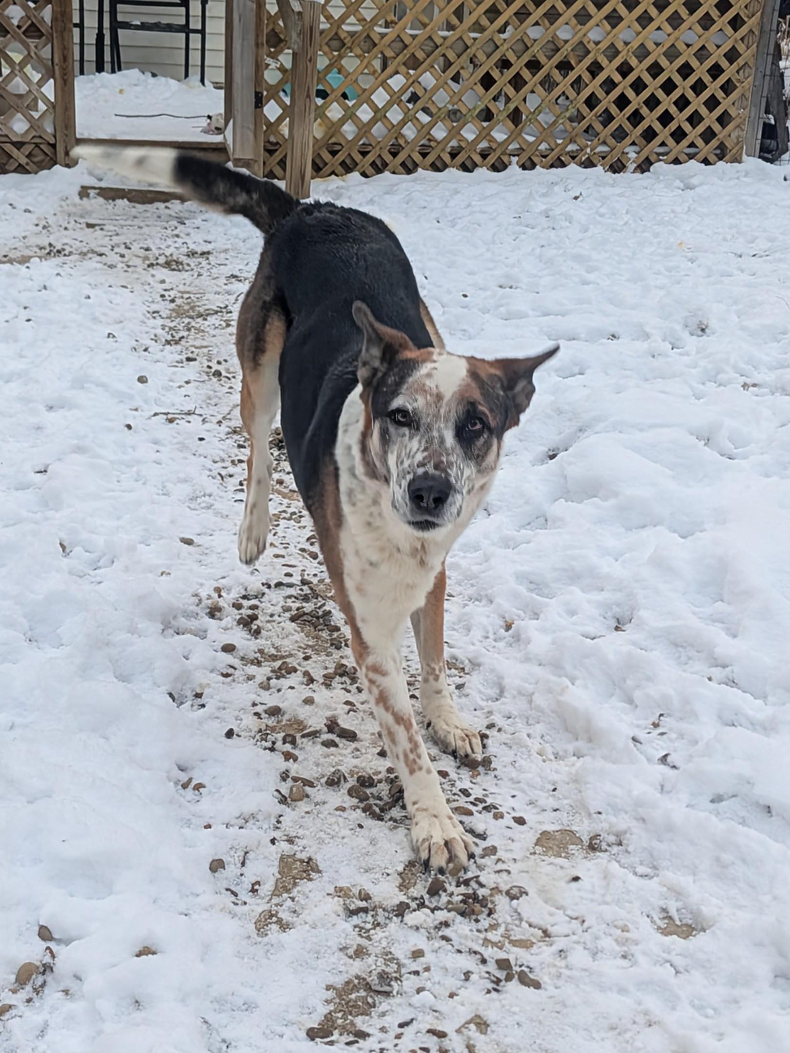 Chandler, a Adoptable mixed breed in Philadelphia, PA image 5/5