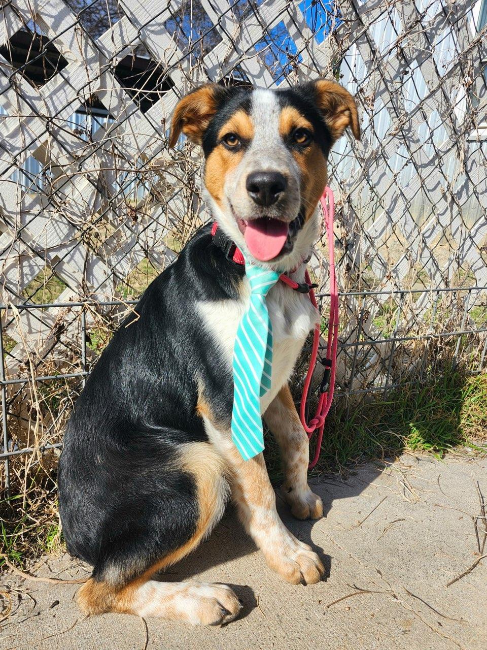Enlarge Chase, a Adoptable Australian Shepherd in Maquoketa, IA image 1/2