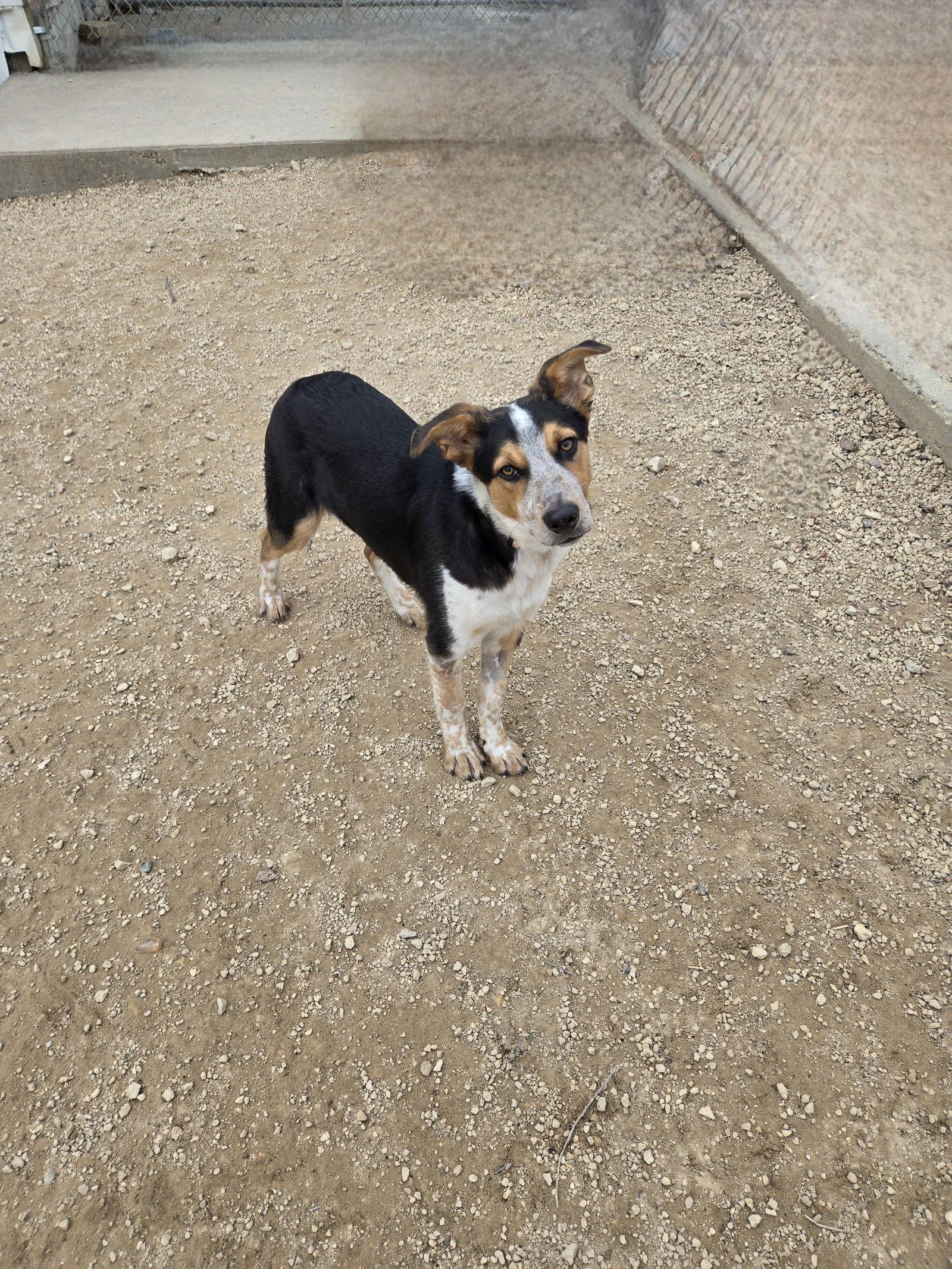 Enlarge Chase, a Adoptable Australian Shepherd in Maquoketa, IA image 2/2