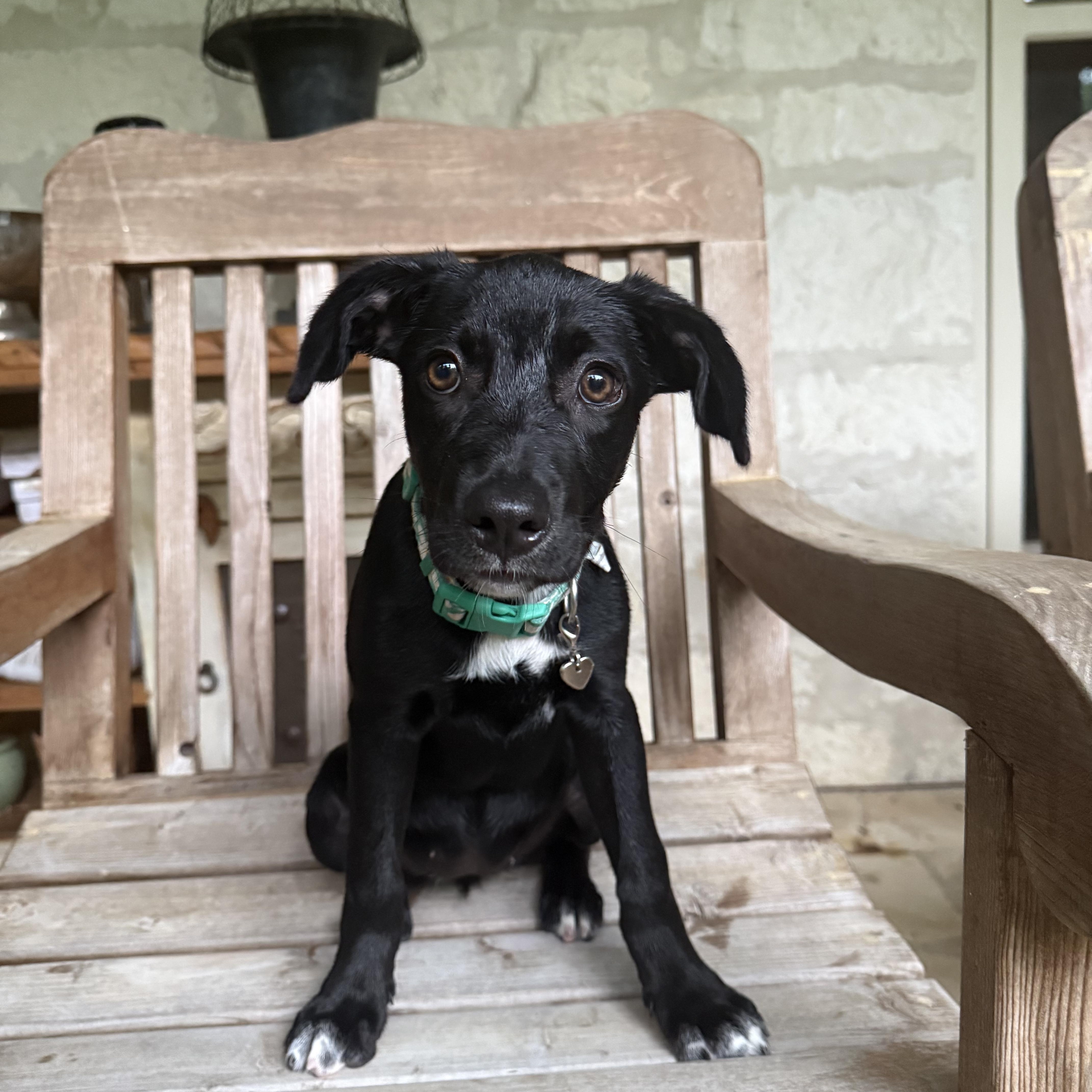 Enlarge Tootie, a Adoptable mixed breed in Irving, TX image 1/6
