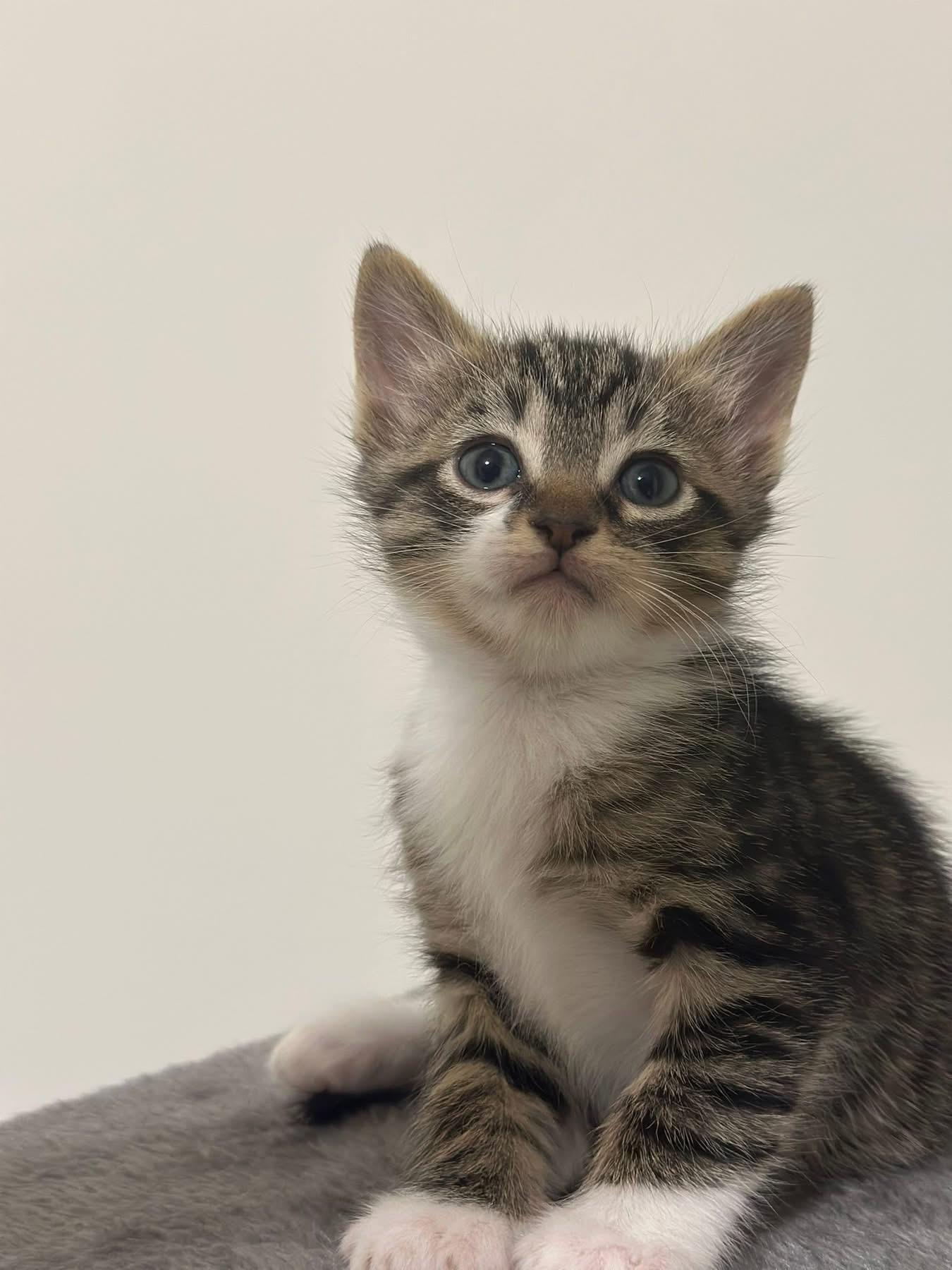 Enlarge Marcus, a ADOPTABLE Domestic Short Hair in Seneca, SC image 2/2