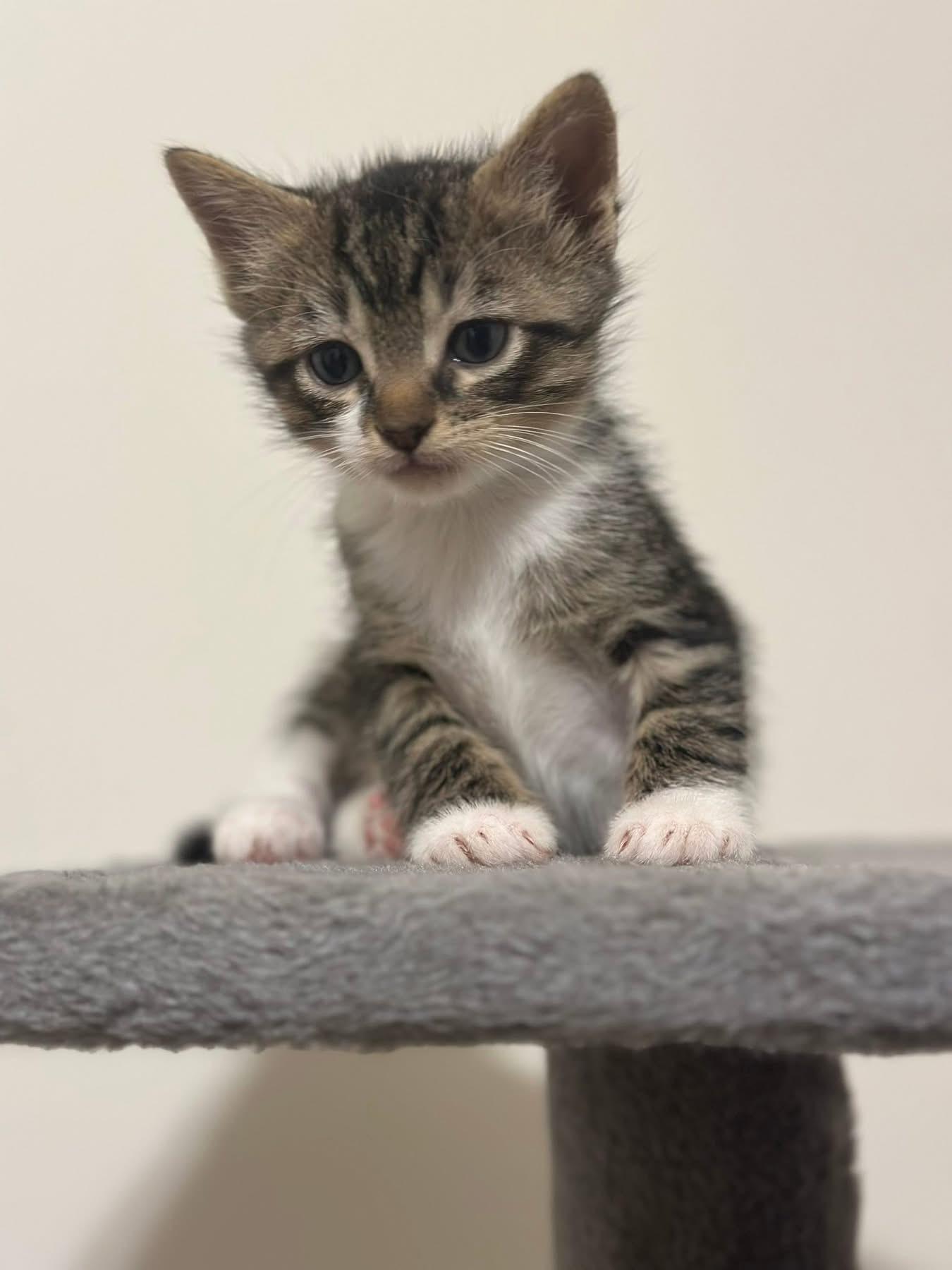 Marcus, ADOPTABLE, Kitten Male Domestic Short Hair.