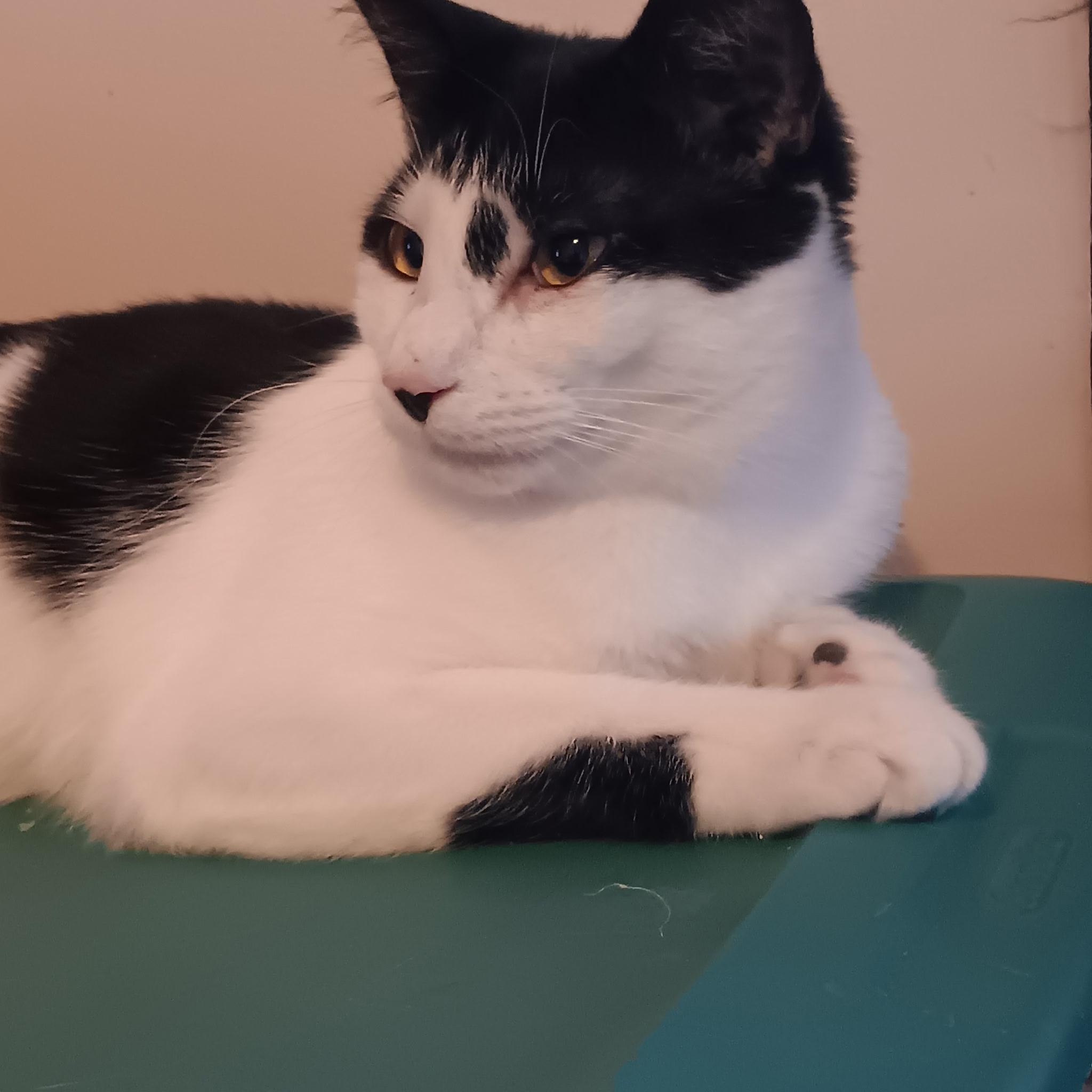 Enlarge Peter, a ADOPTABLE Domestic Short Hair in Easley, SC image 3/3