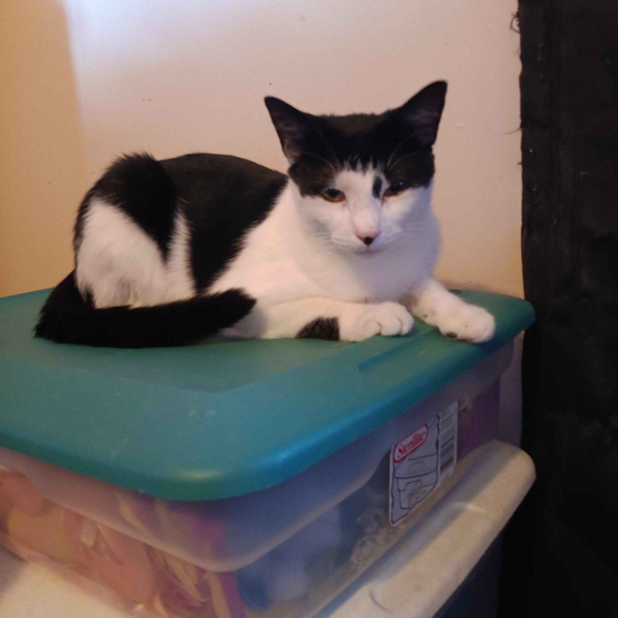 Peter, ADOPTABLE, Young Male Domestic Short Hair.