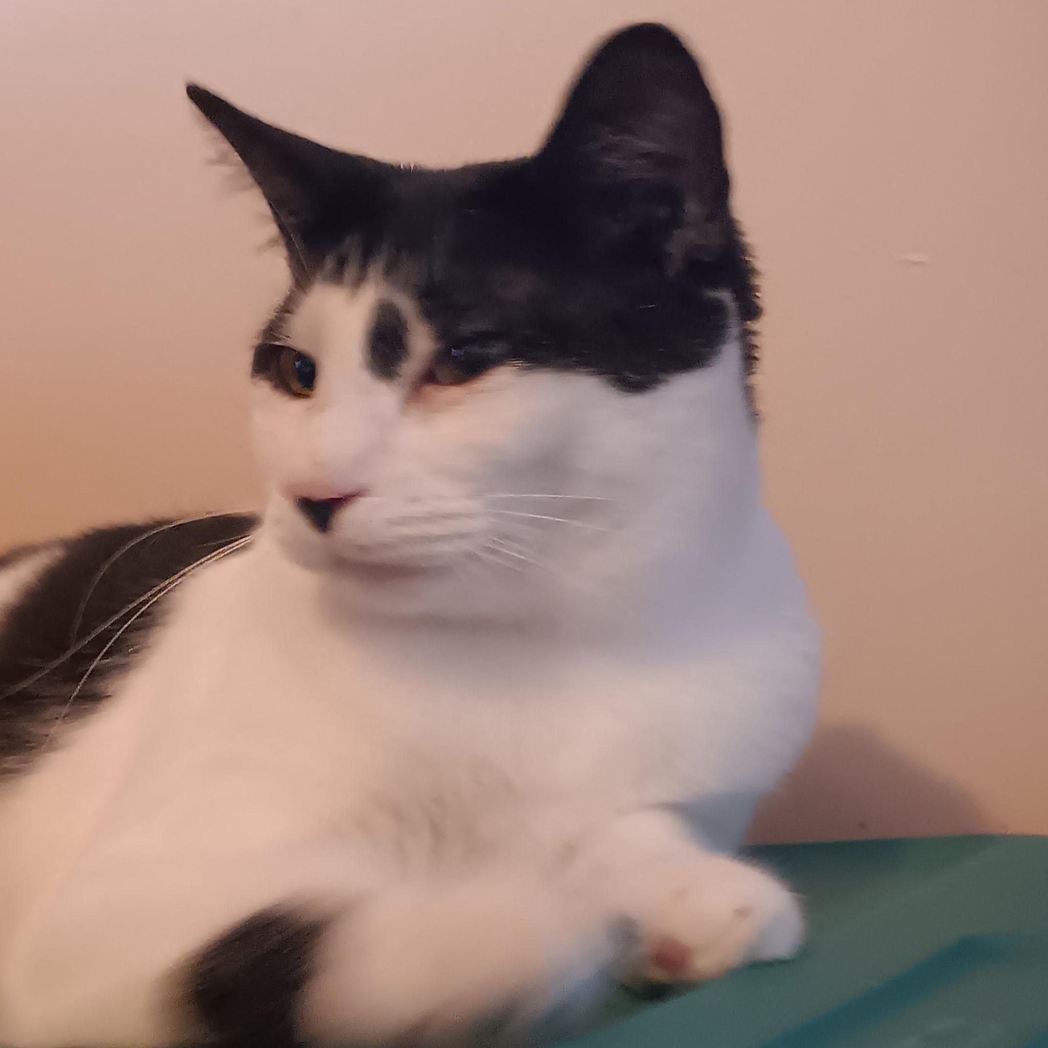 Enlarge Peter, a ADOPTABLE Domestic Short Hair in Easley, SC image 2/3