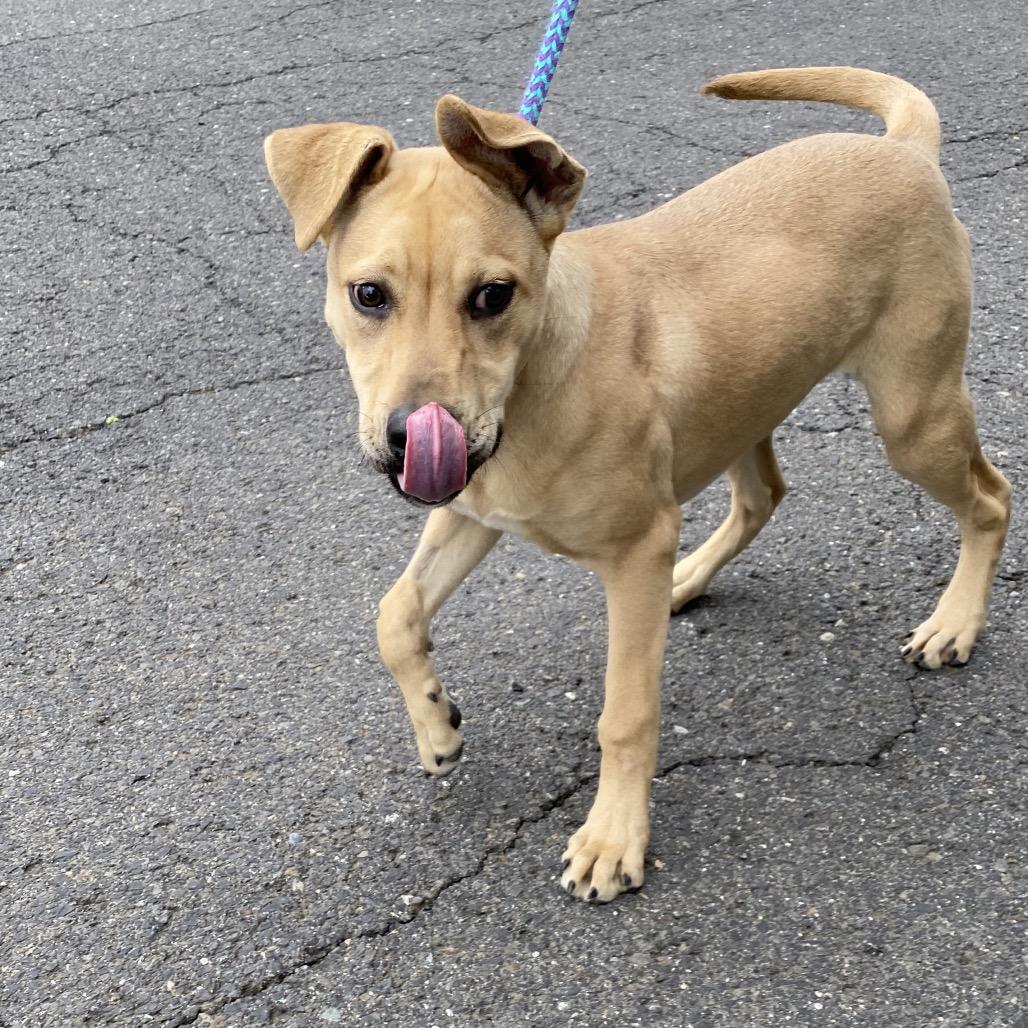 Enlarge Josie, a Adoptable Mixed Breed in Spokane, WA image 1/6