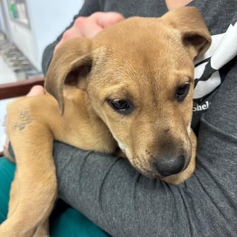 Enlarge Josie, a Adoptable Mixed Breed in Spokane, WA image 2/6