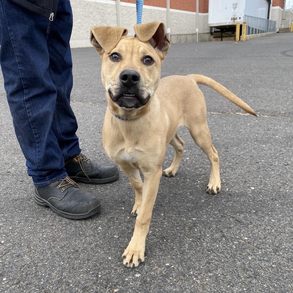 Enlarge Josie, a Adoptable Mixed Breed in Spokane, WA image 4/6