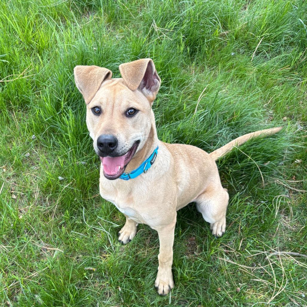 Enlarge Josie, a Adoptable Mixed Breed in Spokane, WA image 5/6