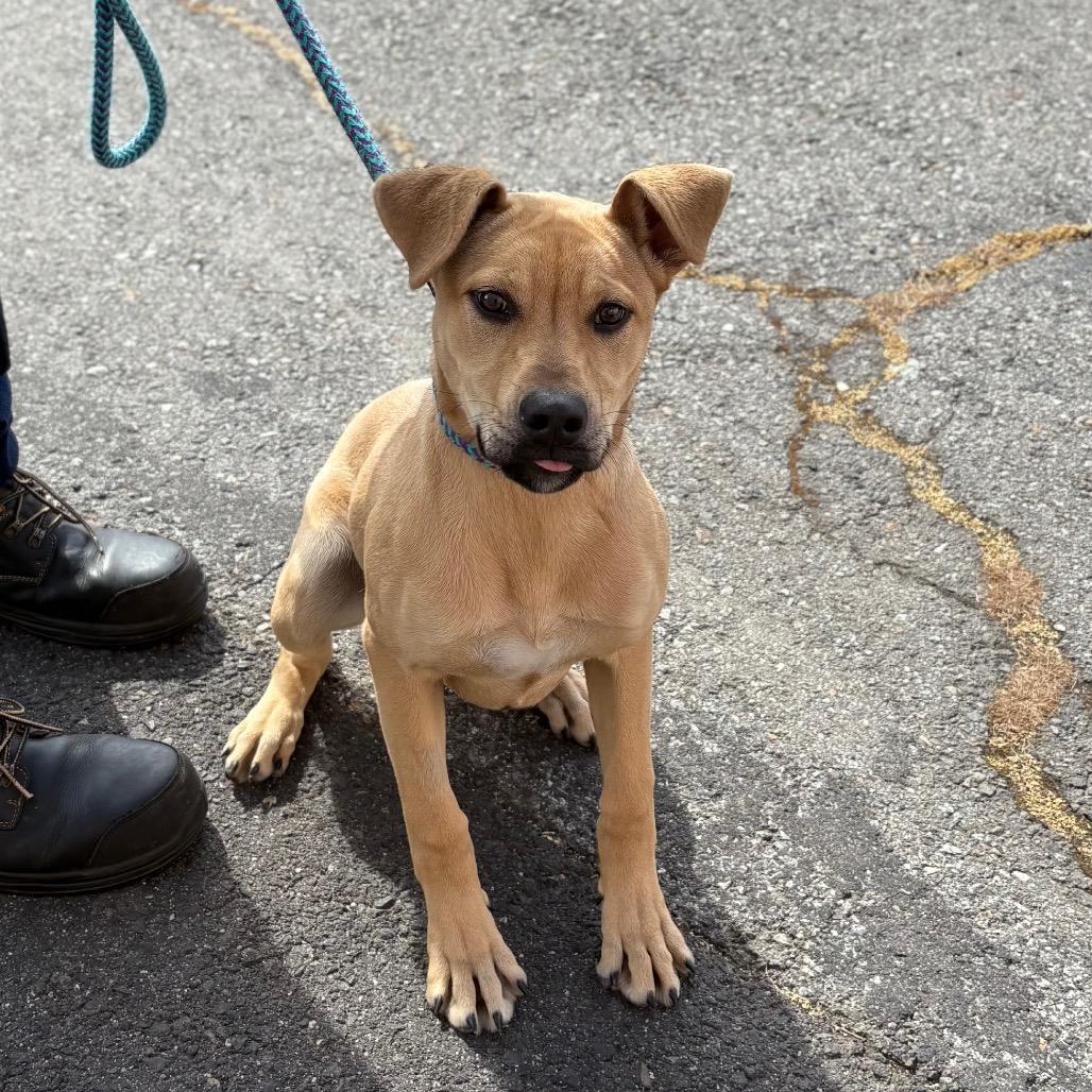 Enlarge Josie, a Adoptable Mixed Breed in Spokane, WA image 6/6
