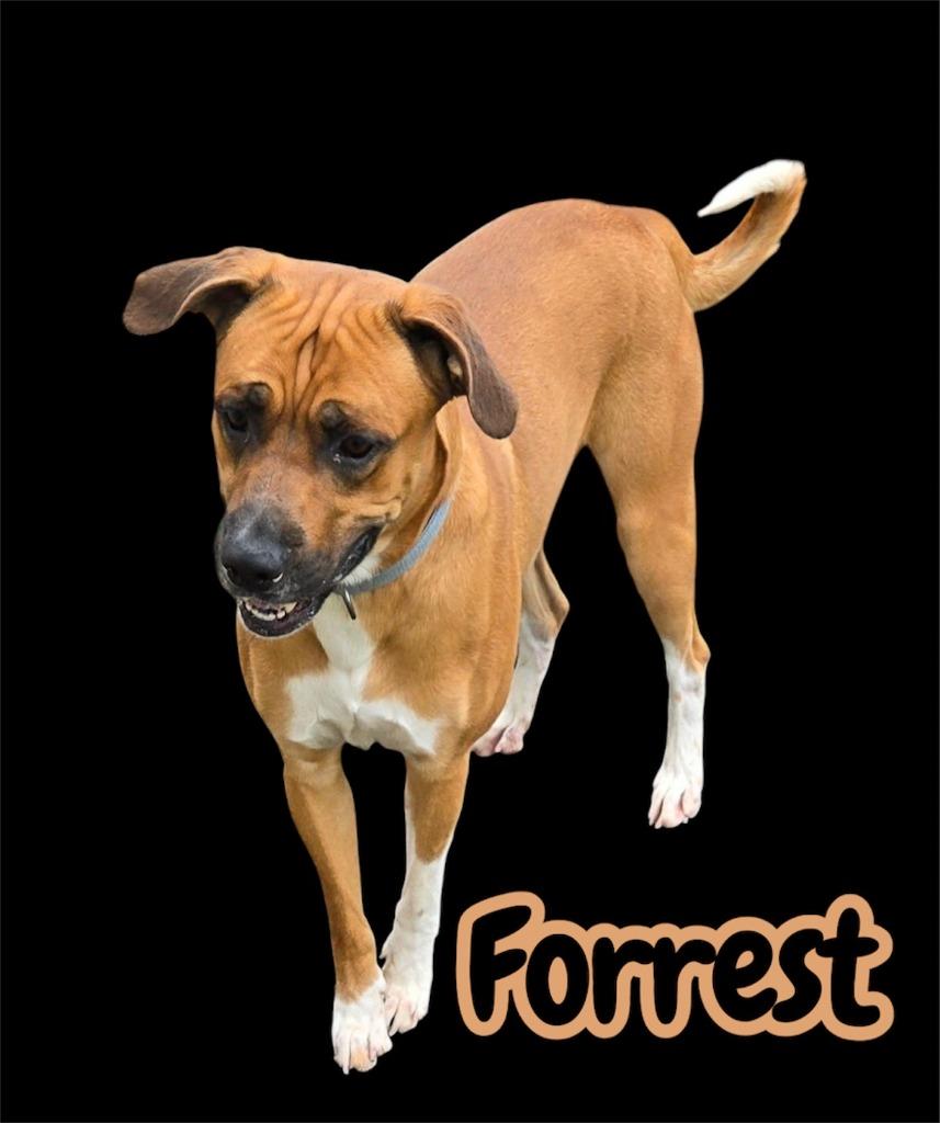 Enlarge FORREST, a Adoptable mixed breed in Moberly, MO image 1/4